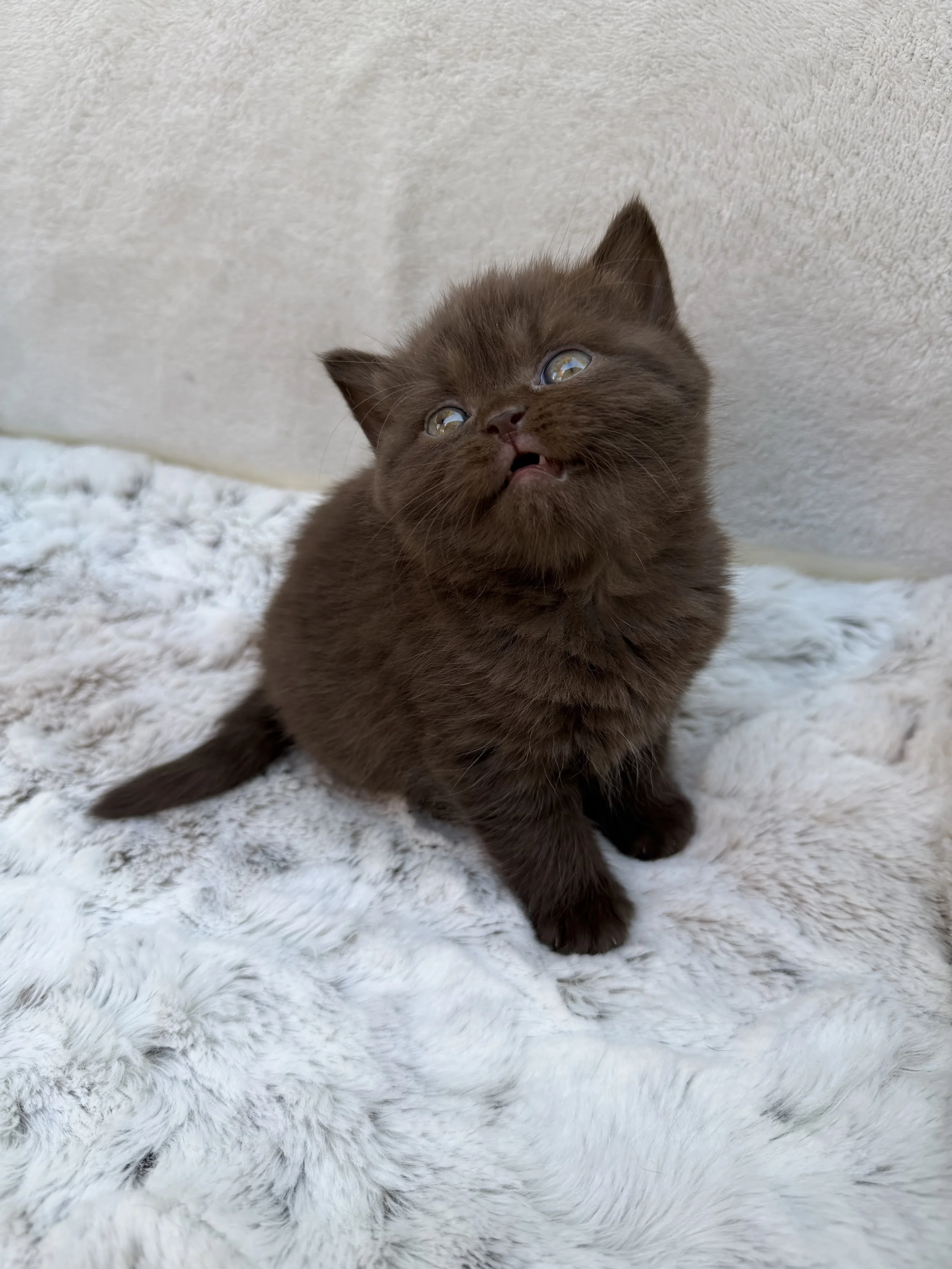 Godiva, a gorgeous solid chocolate British Shorthair female kitten named after the luxury chocolate brand, raised at BestOfTheBestKittens.