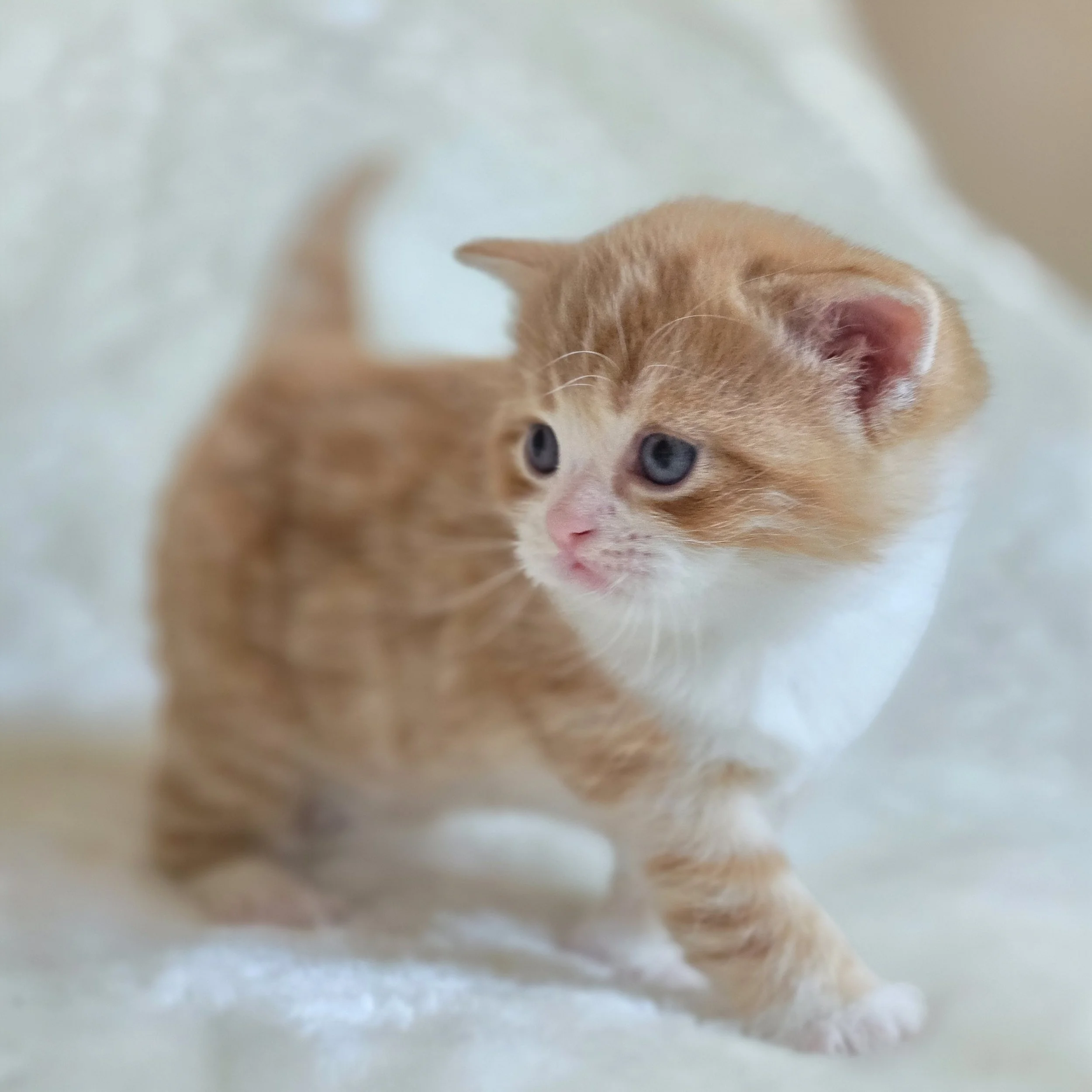 processed_Orange kitten short hair Scottish straight .jpg