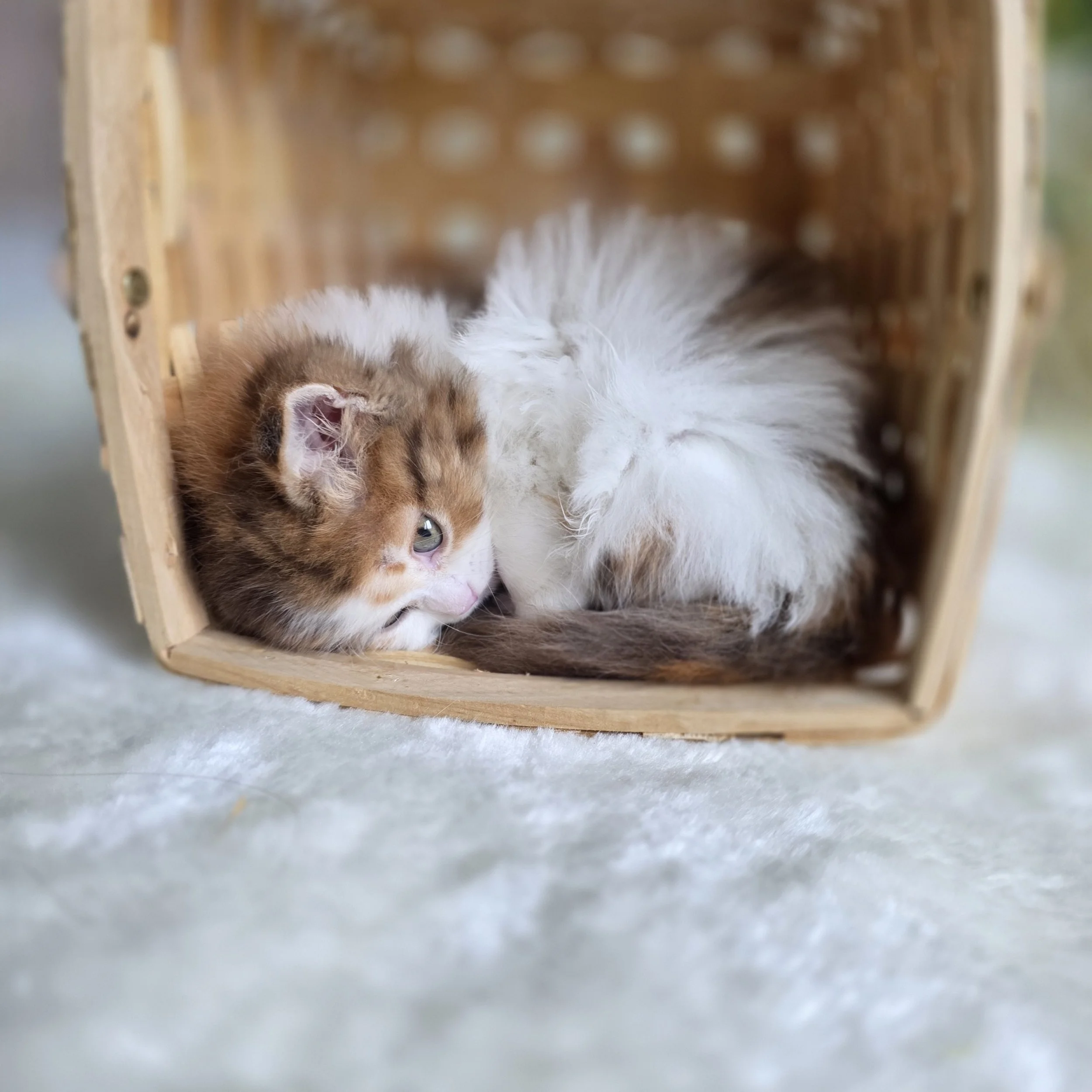 Chocolate Scottish Straight cat resting in a cozy woven basket while adjusting to a new home environment.