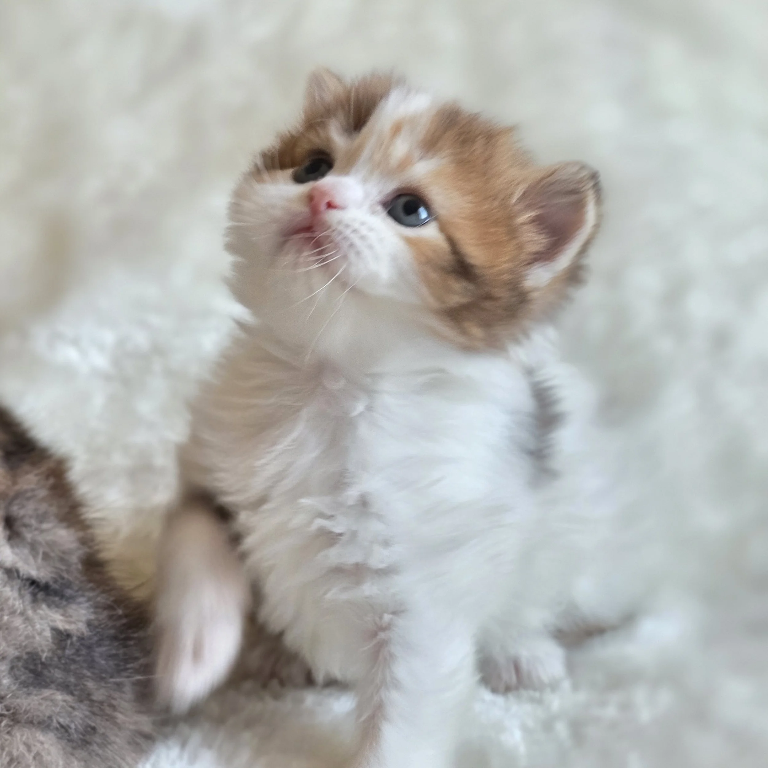 processed_Scottish straight longhair  chocolate red.jpg