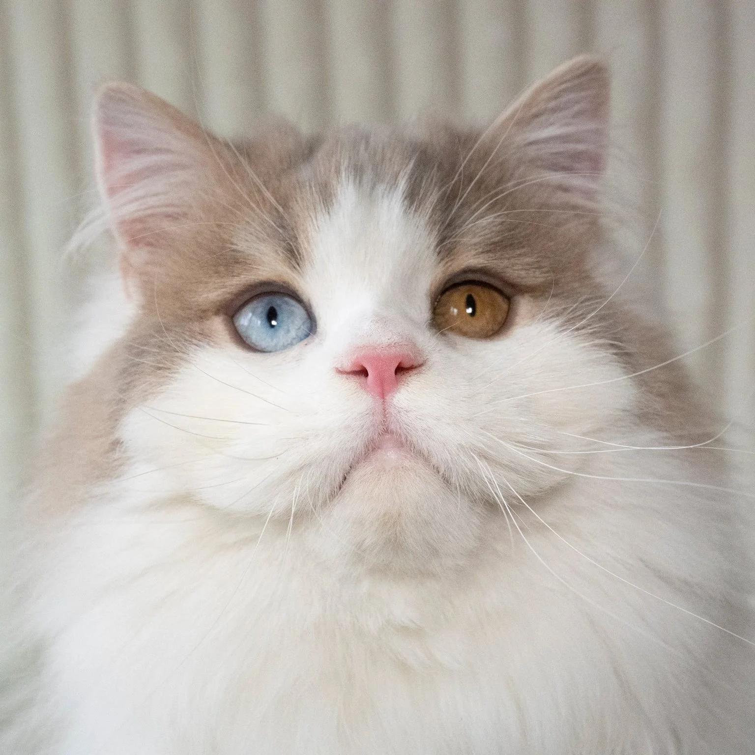 Prince – Male, Scottish Straight Long Hair Odd Eyes