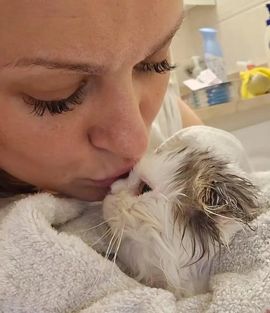 Breeder gently drying a longhair cat with a soft towel after bathing.