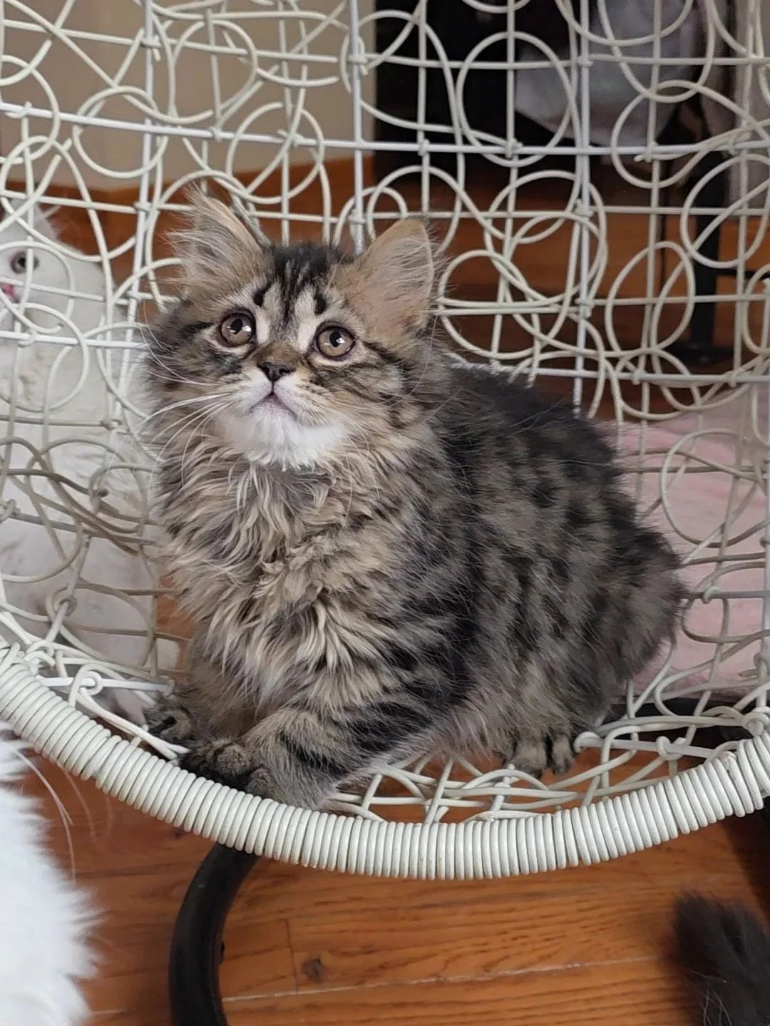 Young Scottish Straight Longhair male kitten with brown mackerel tabby coat, sitting and looking at the camera.