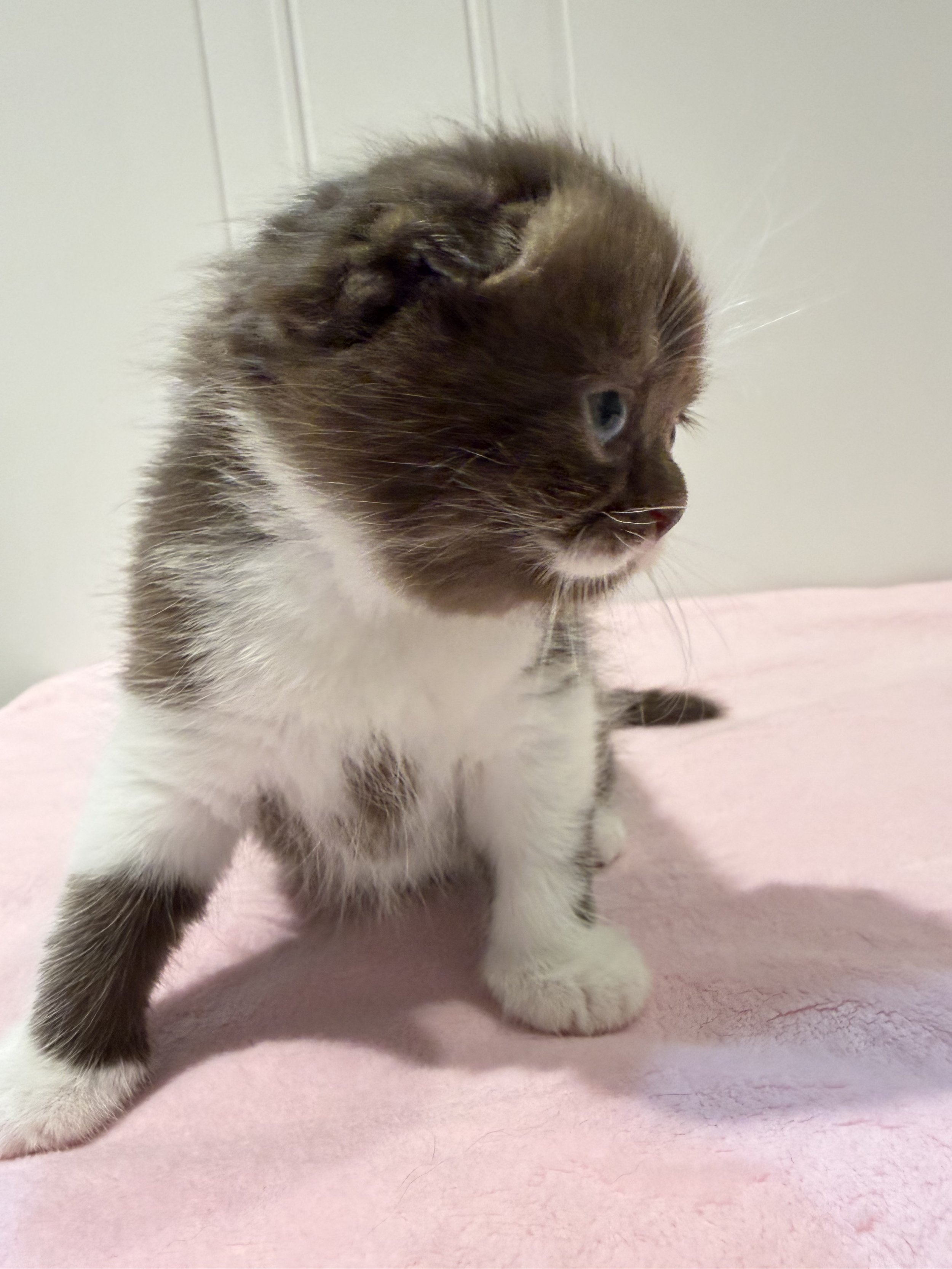 chocolate-white-scottish-fold-kitten-eclara.jpg
