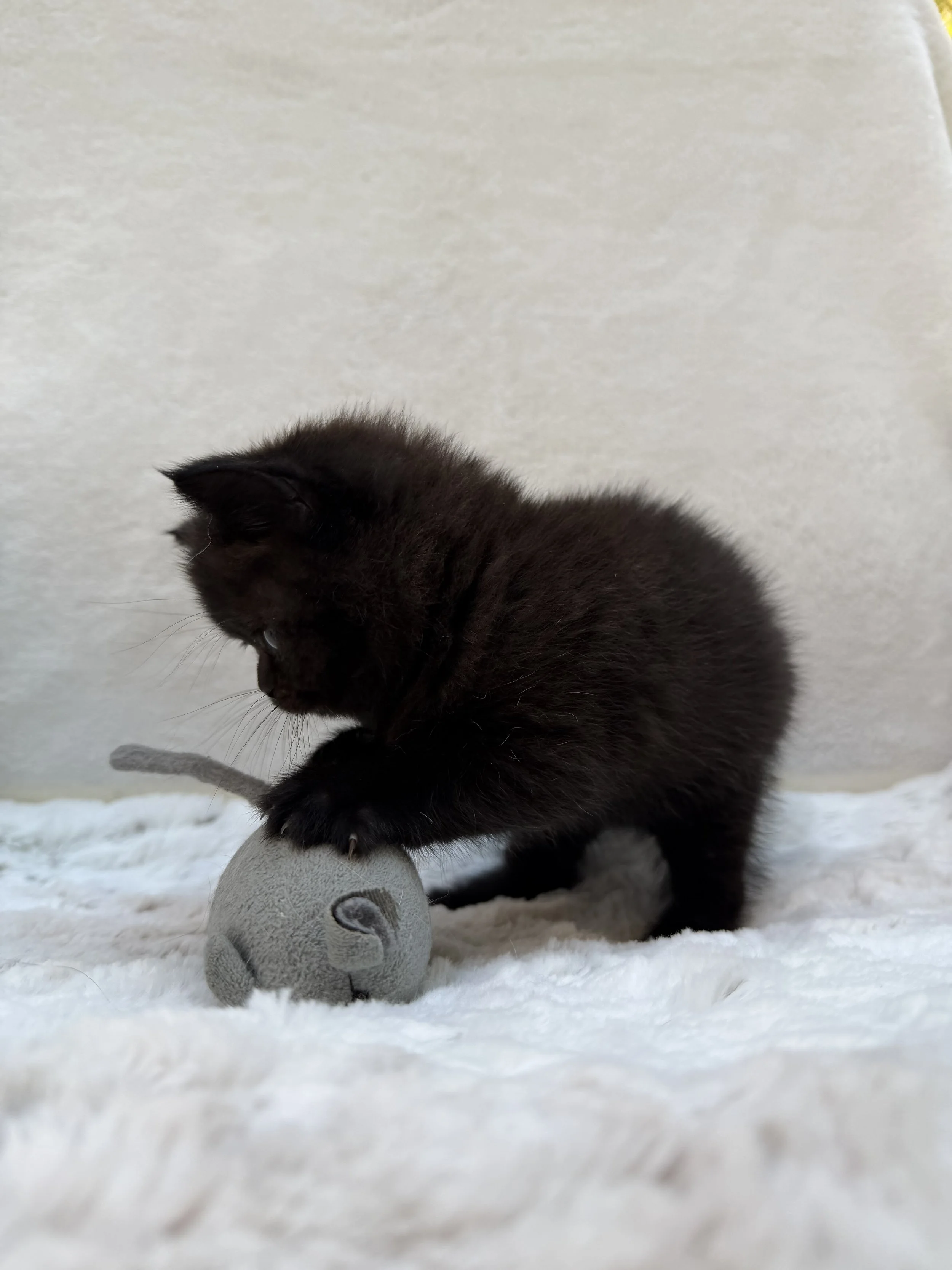 Adorable solid black British Shorthair girl Grace from Litter G, born September 19, 2026, with small neat ears and lovely full cheeks.