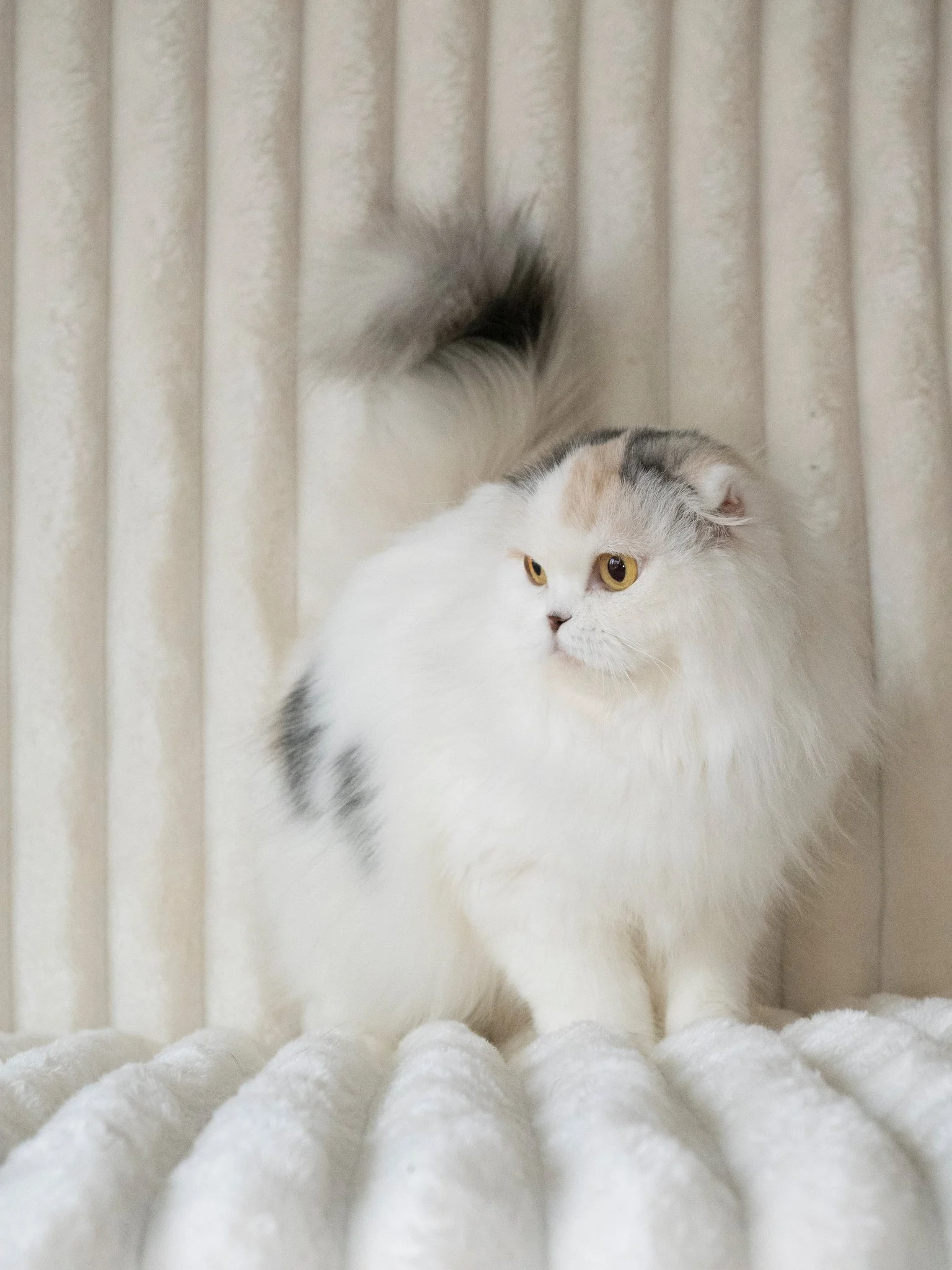 Scottish Fold blue-cream bicolor tortie kitten with folded ears and a plush coat.