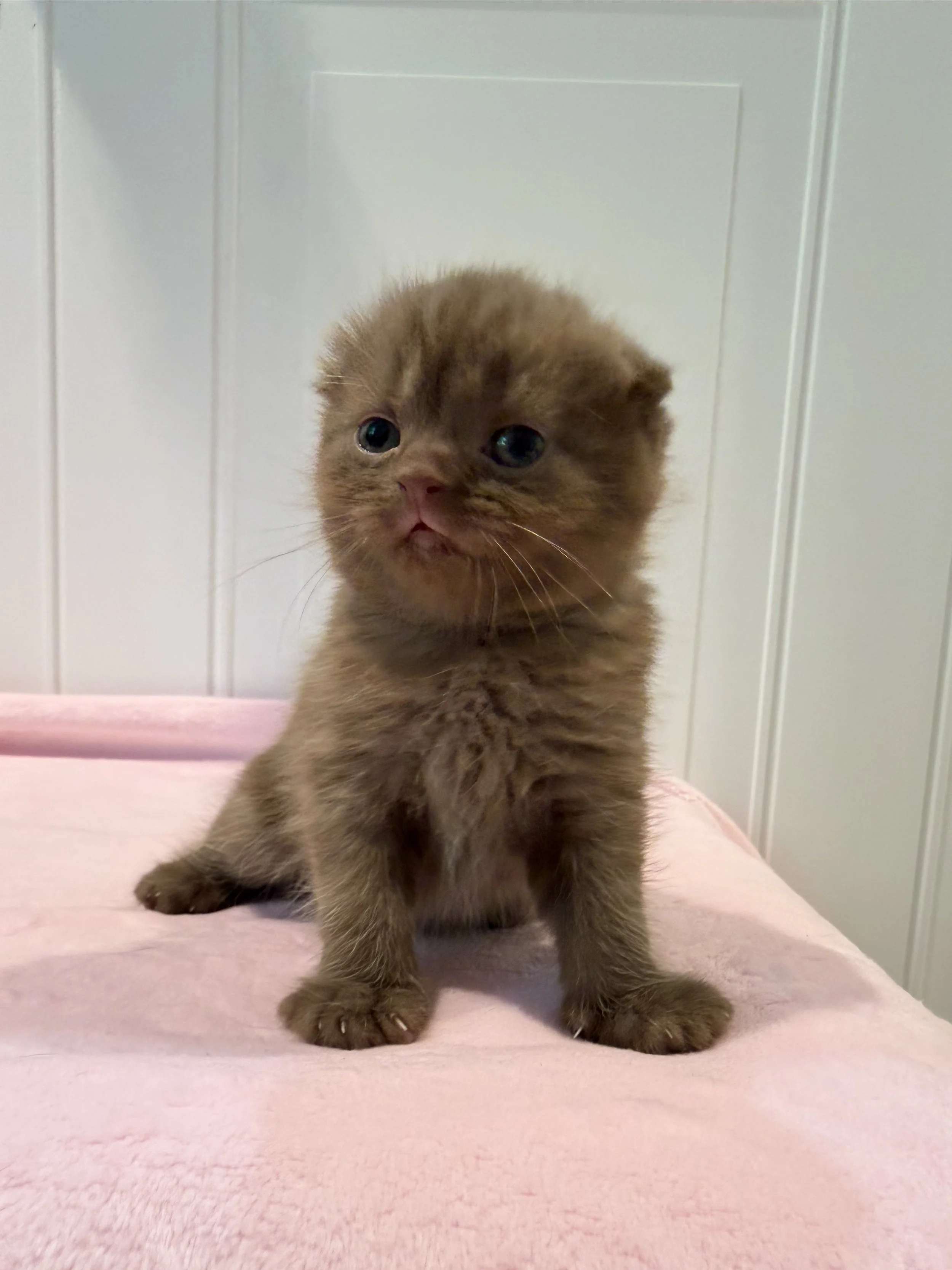 Solid chocolate Scottish Fold female kitten Espresso, born September 7, 2026, and lovingly raised in Philadelphia, Pennsylvania.