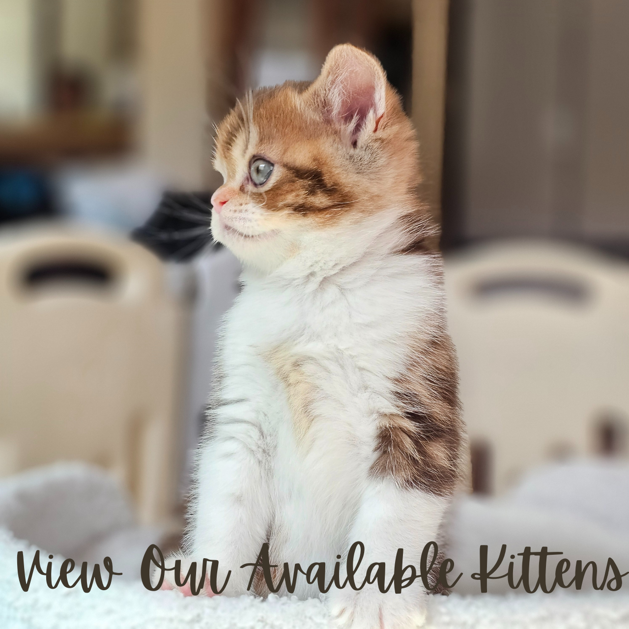 Scottish Straight bi-color red chocolate