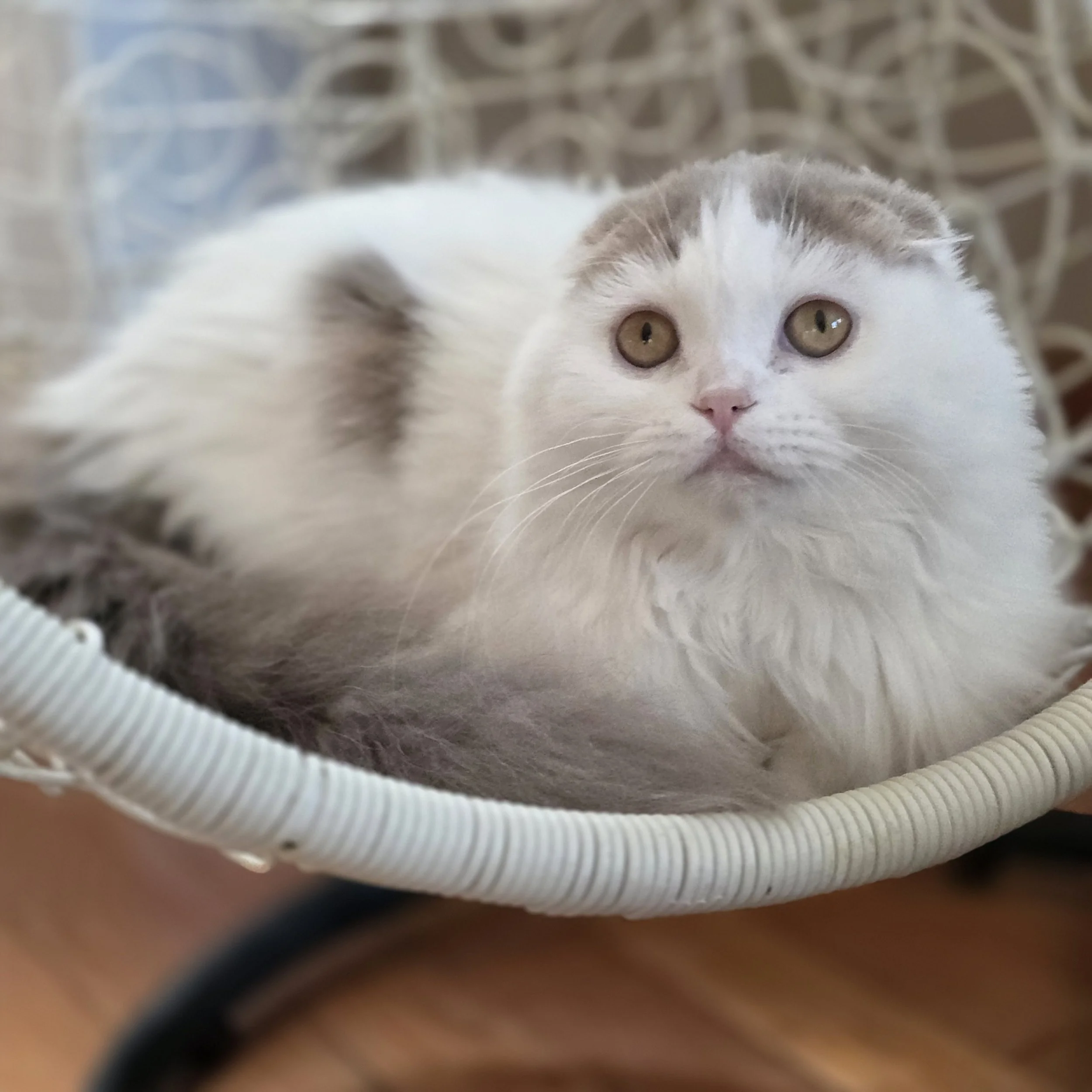 Yasmine, a lilac and white Scottish Fold Longhair female kitten, sitting and looking directly at the camera.