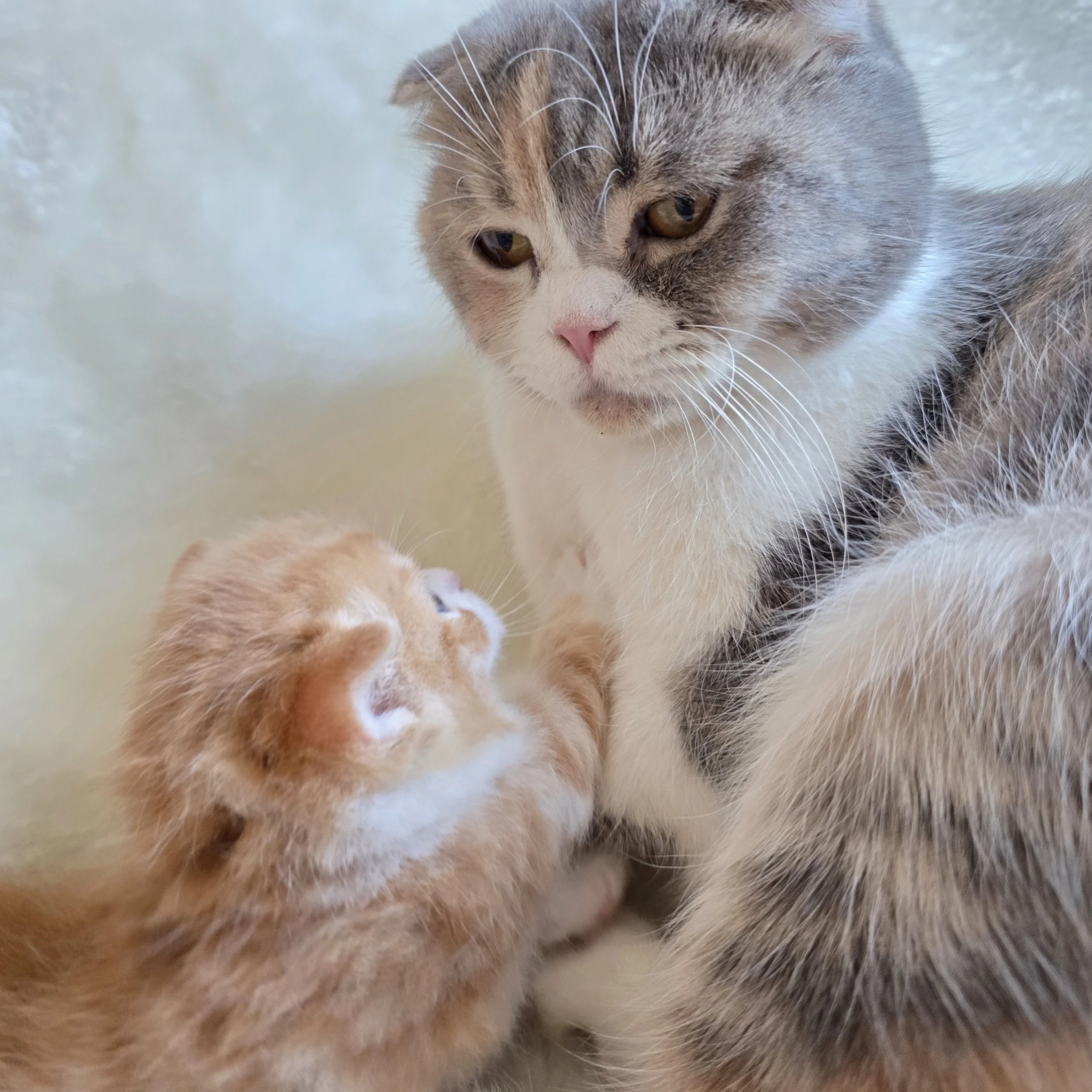 processed_Scottish straight kitten and Scottish fold  (1).jpg