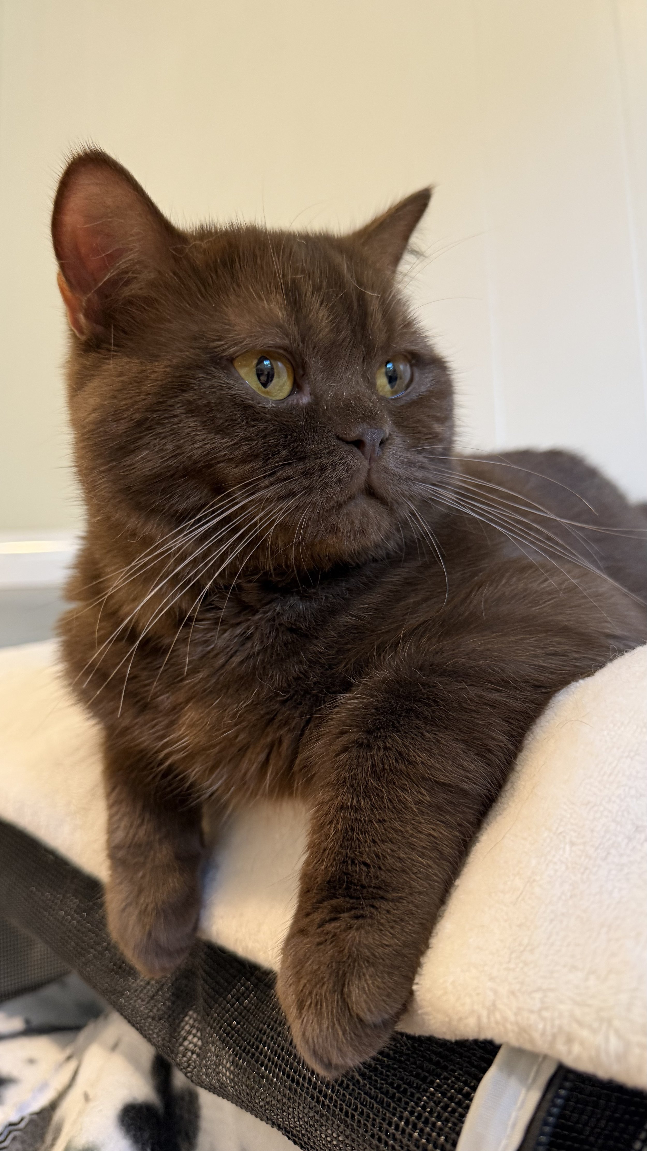 Misha - Sire British Shorthair Chocolate Solid BestOfTheBest