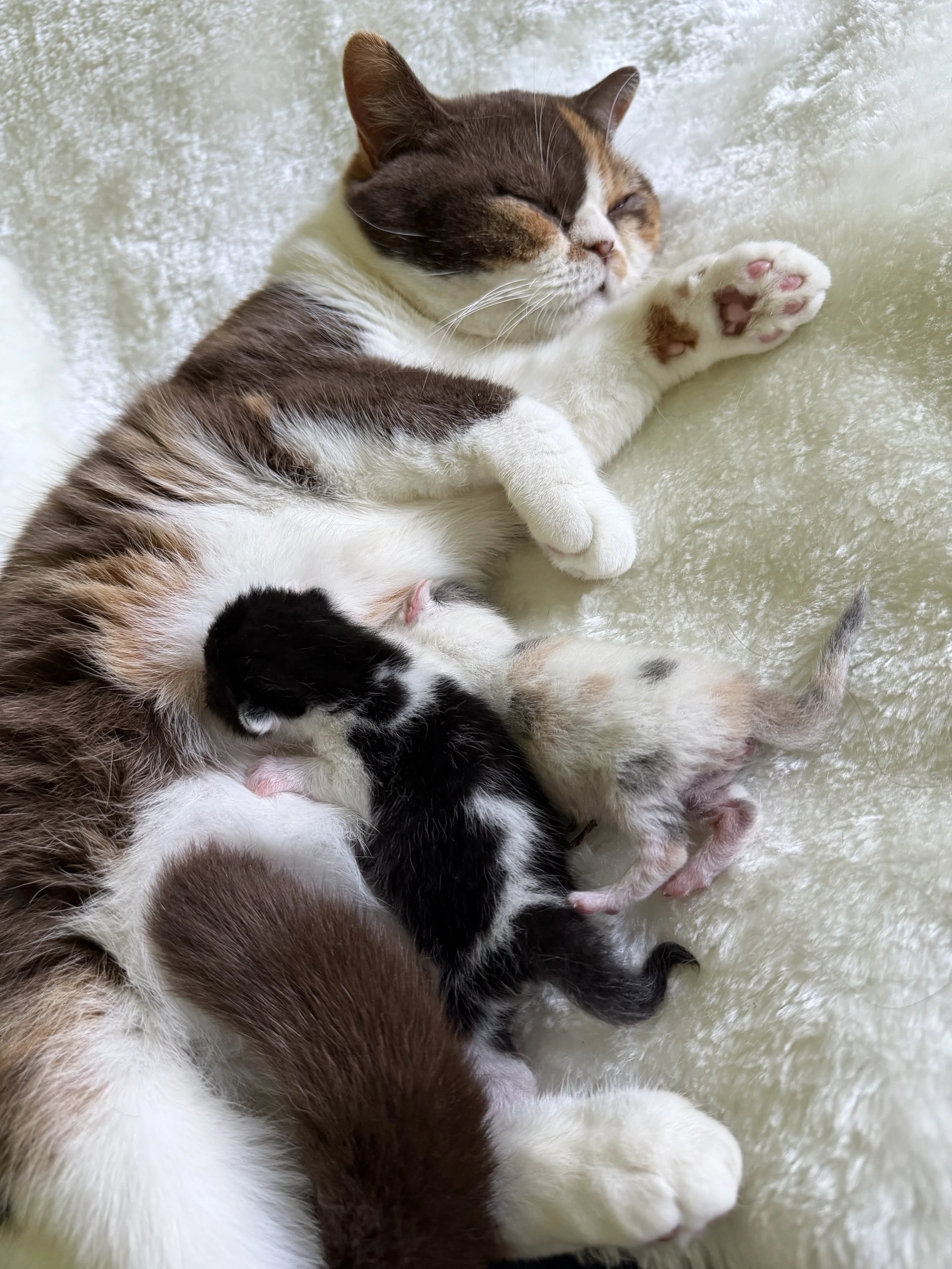 Olivia, British Shorthair chocolate red tortie and white with kittens (Copy) (Copy)