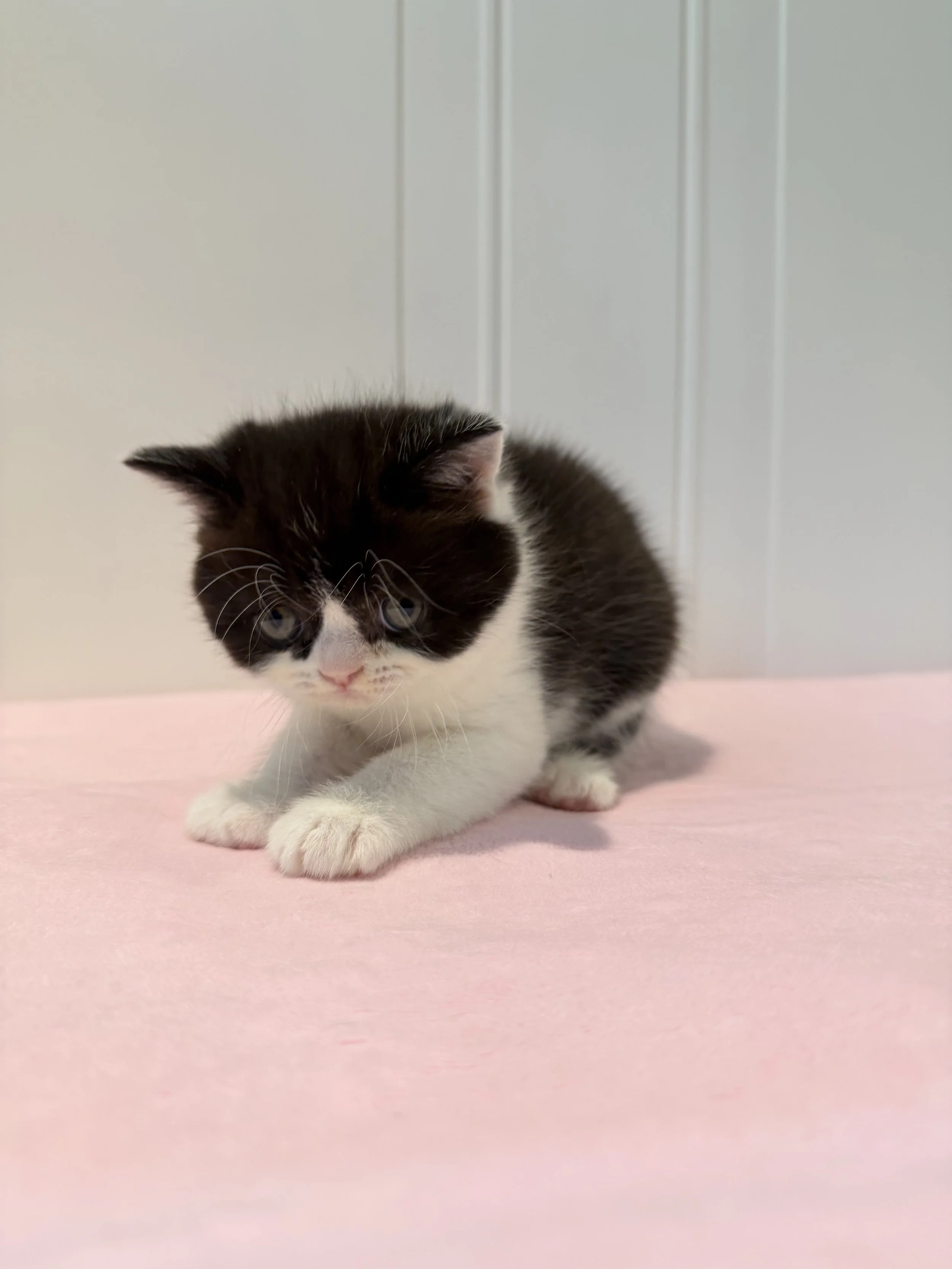 Dexter, adorable black and white bicolor male kitten from our Christmas 2026 litter at BestOfTheBestKittens.