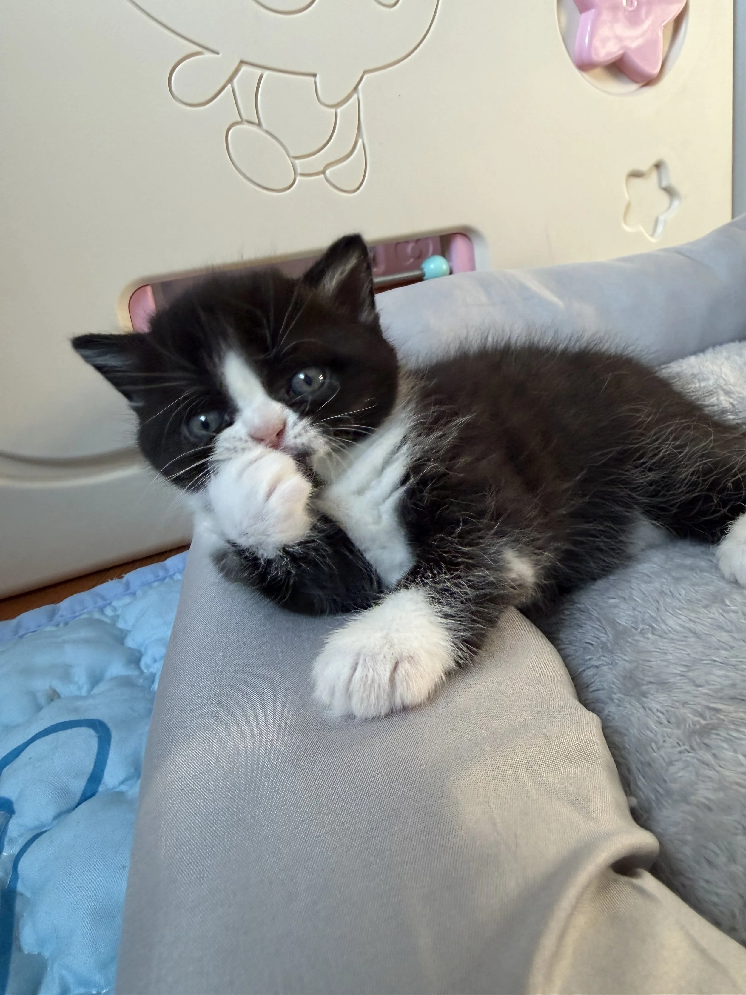 Black and white bicolor Scottish Straight male kitten Felix, born September 9, 2026, lovingly raised at BestOfTheBestKittens in Philadelphia, Pennsylvania.