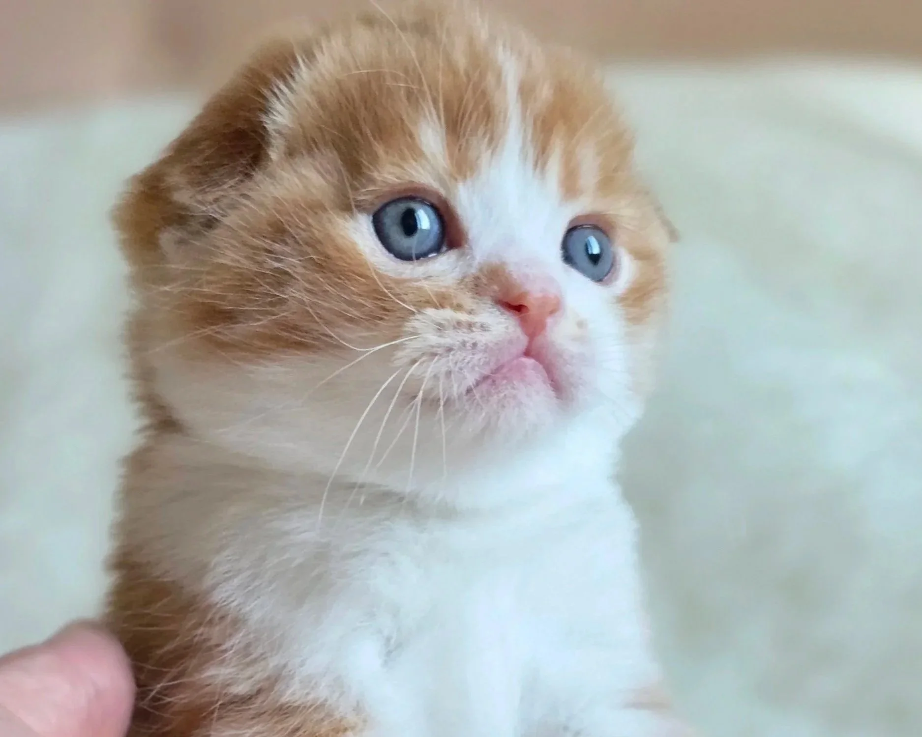 How to Introduce Your New Kitten to Existing Cats and Dogs