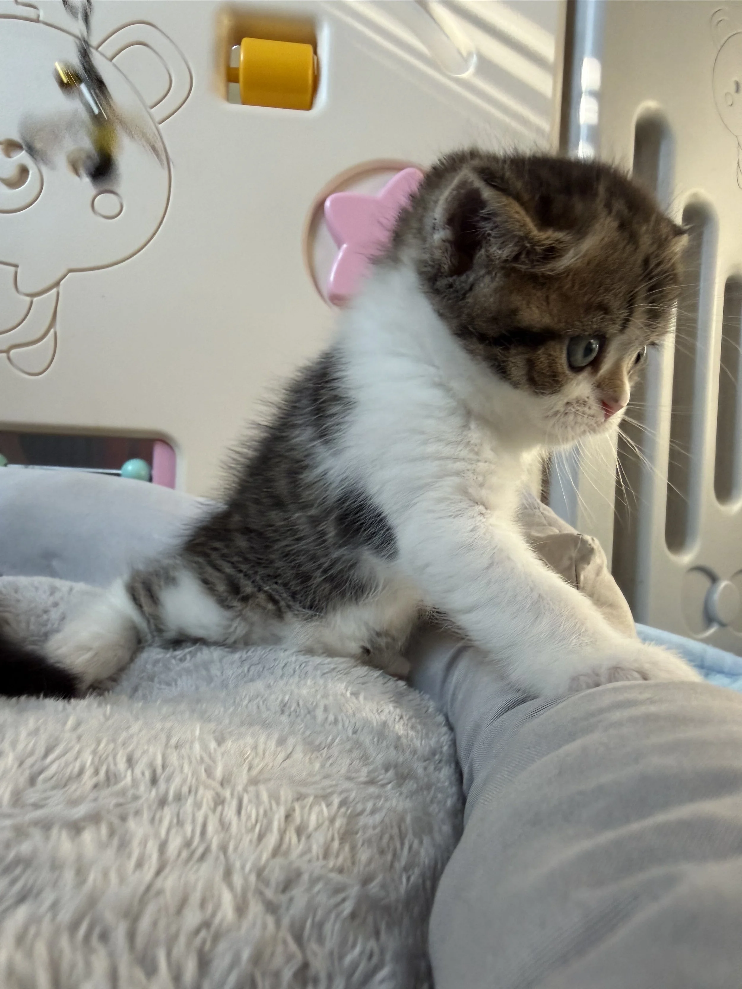 Brown and white Scottish Straight male kitten Fenix, born September 9, 2026, lovingly raised at BestOfTheBestKittens in Philadelphia, Pennsylvania.