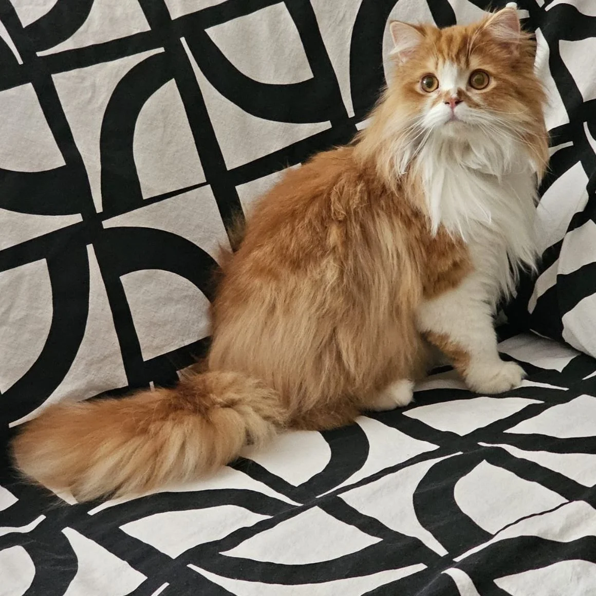 Phil- Male, Scottish Straight Long Hair