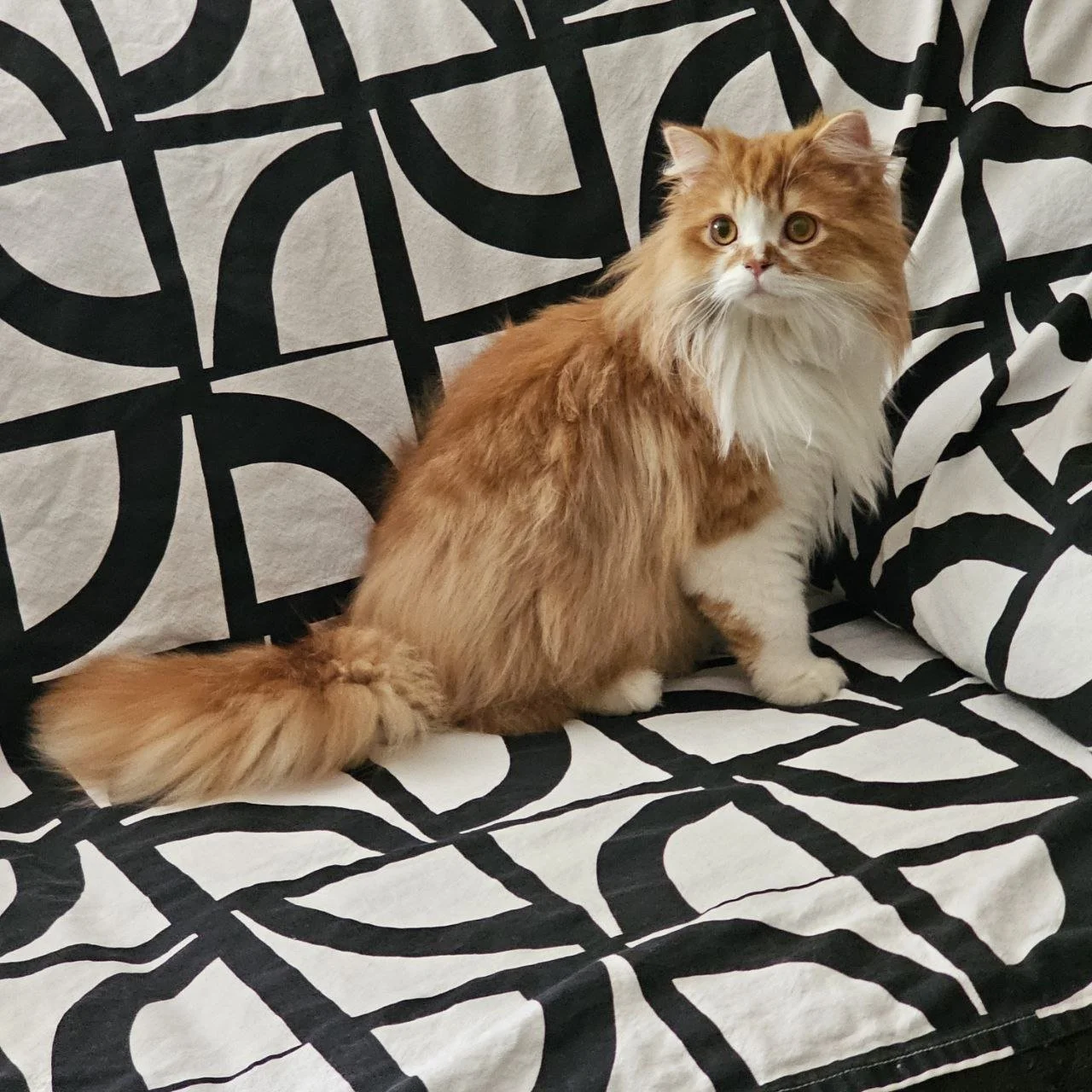 Handsome red and white Scottish Straight Longhair male, sitting gracefully on a sofa and gazing into the camera.