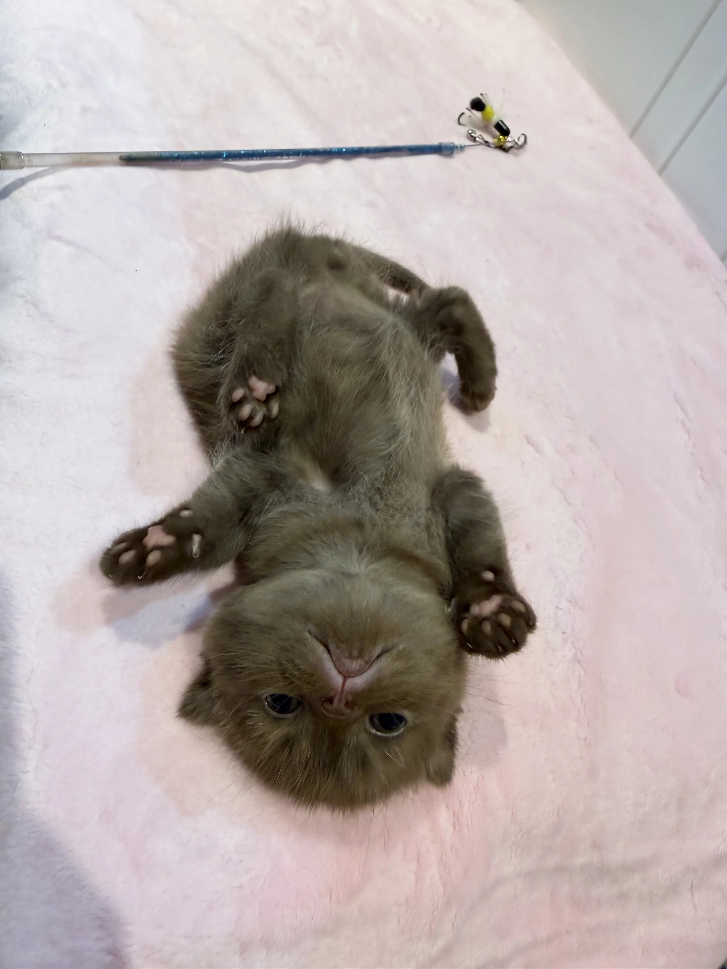 Eclair, a solid chocolate Scottish Fold shorthair male kitten retained for our breeding program at BestOfTheBestKittens in Pennsylvania.