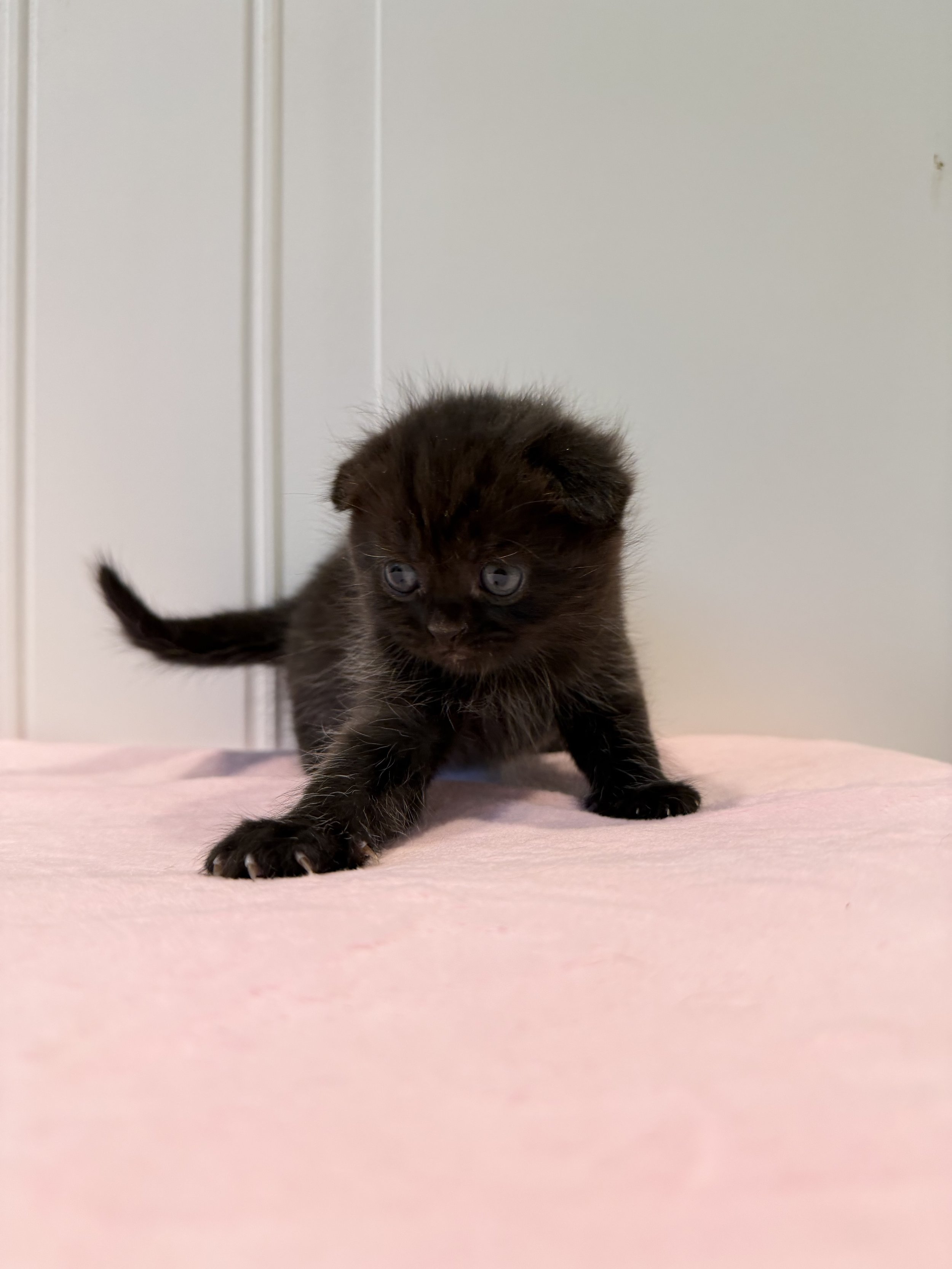 Solid black Scottish Fold male kitten Eclipse, born September 7, 2026, and lovingly raised in Philadelphia, Pennsylvania.