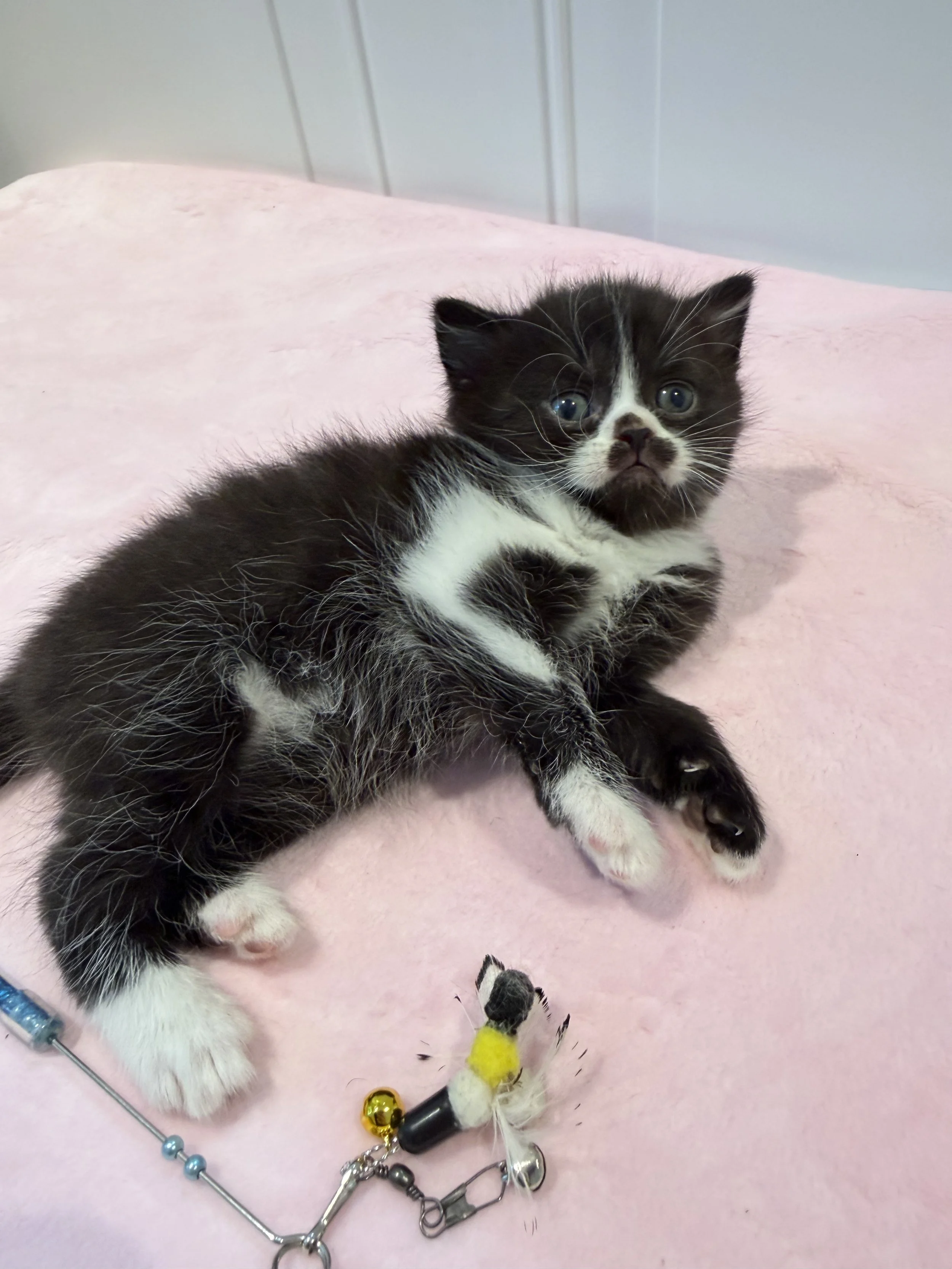 Black and white bicolor Scottish Straight male kitten Enzo, born September 7, 2026, at BestOfTheBestKittens in Pennsylvania.