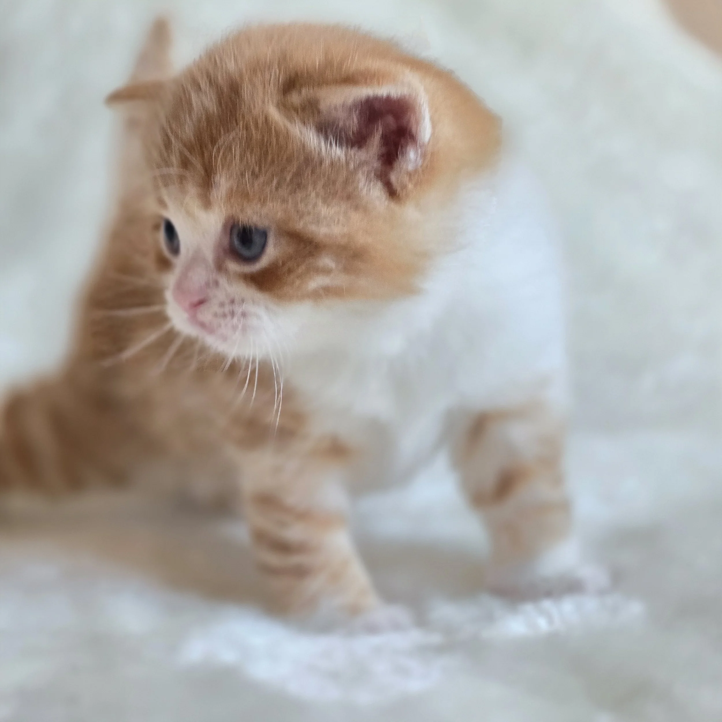 processed_Bicolor tabby Scottish Straight shothair .jpg