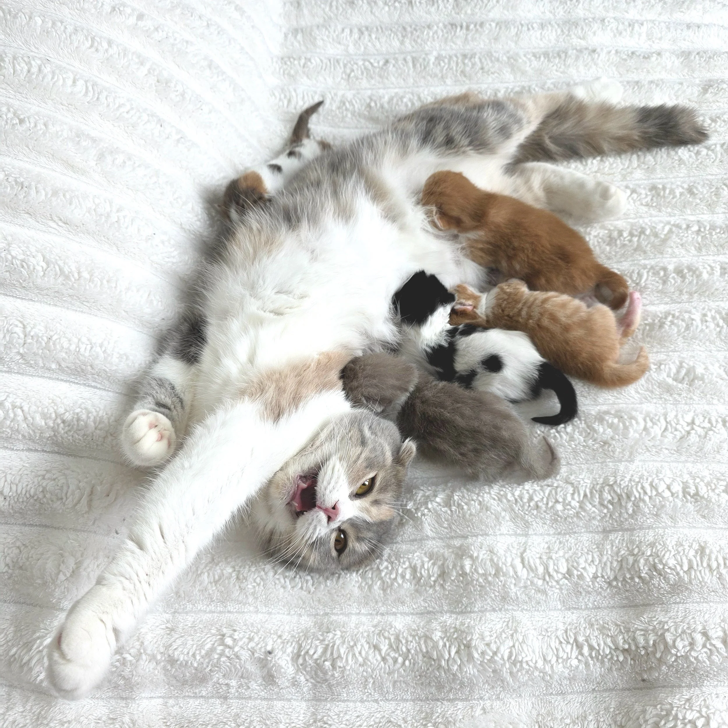 Newborn Scottish Fold kitten snuggled with its mother on a soft blanket. The tiny kitten’s delicate features and folded ears contrast with the mother’s gentle, protective presence, creating an adorable and heartwarming scene