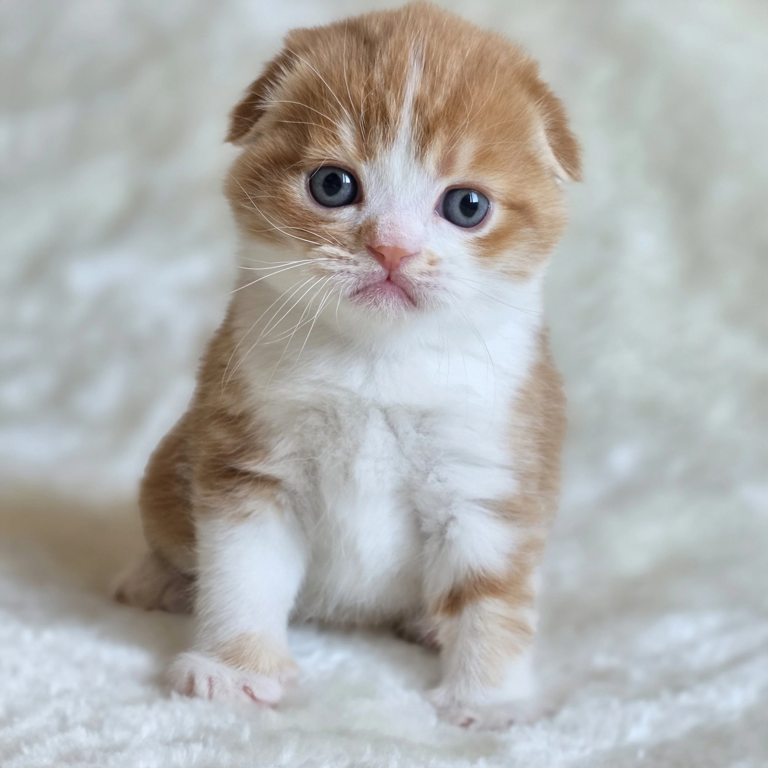 Sherry– Male, Scottish Fold Shorthair (RESERVED)