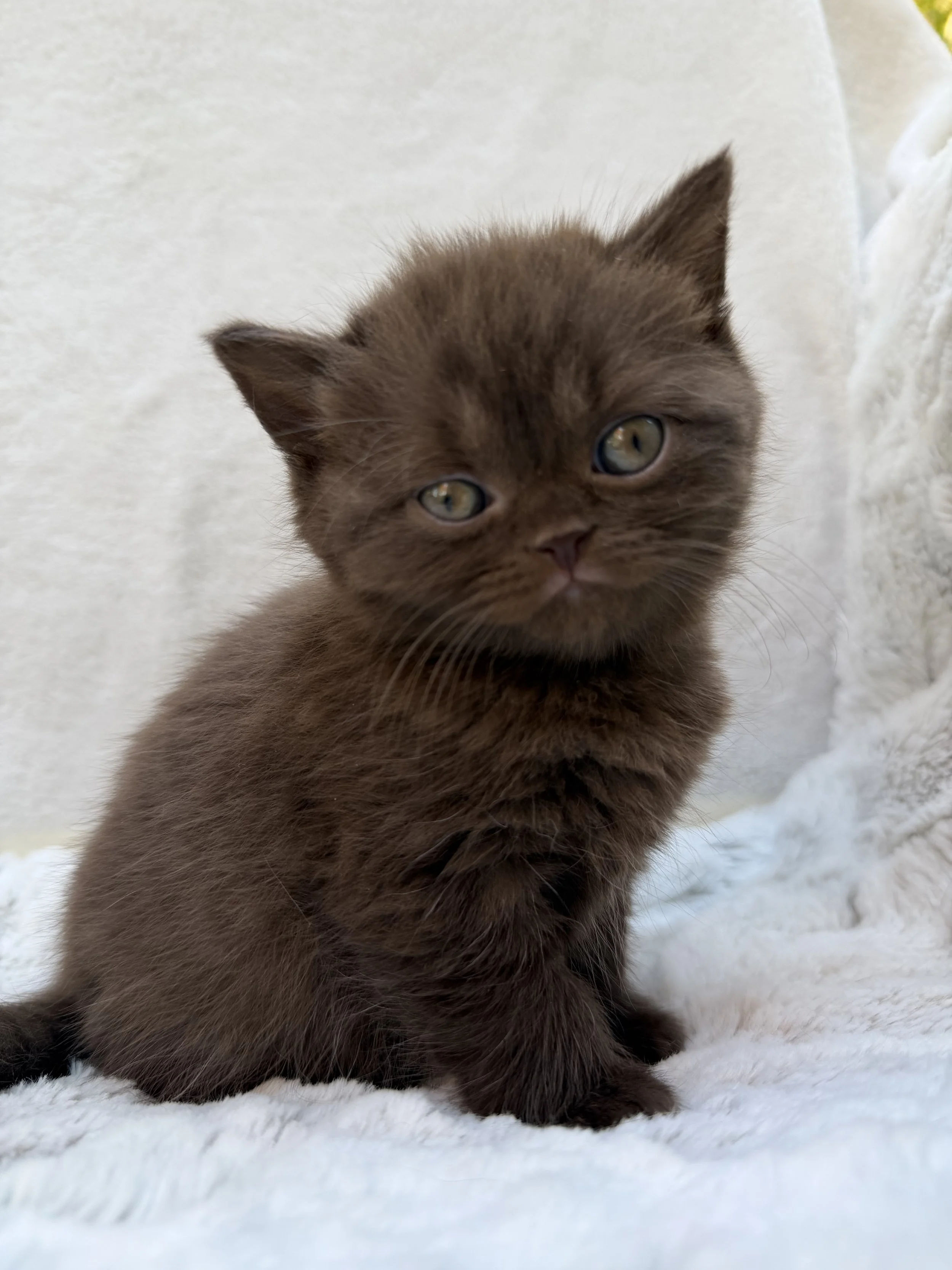 Godiva, a beautiful solid chocolate British Shorthair female kitten with a rich chocolate-brown coat and round face at BestOfTheBestKittens in Pennsylvania.