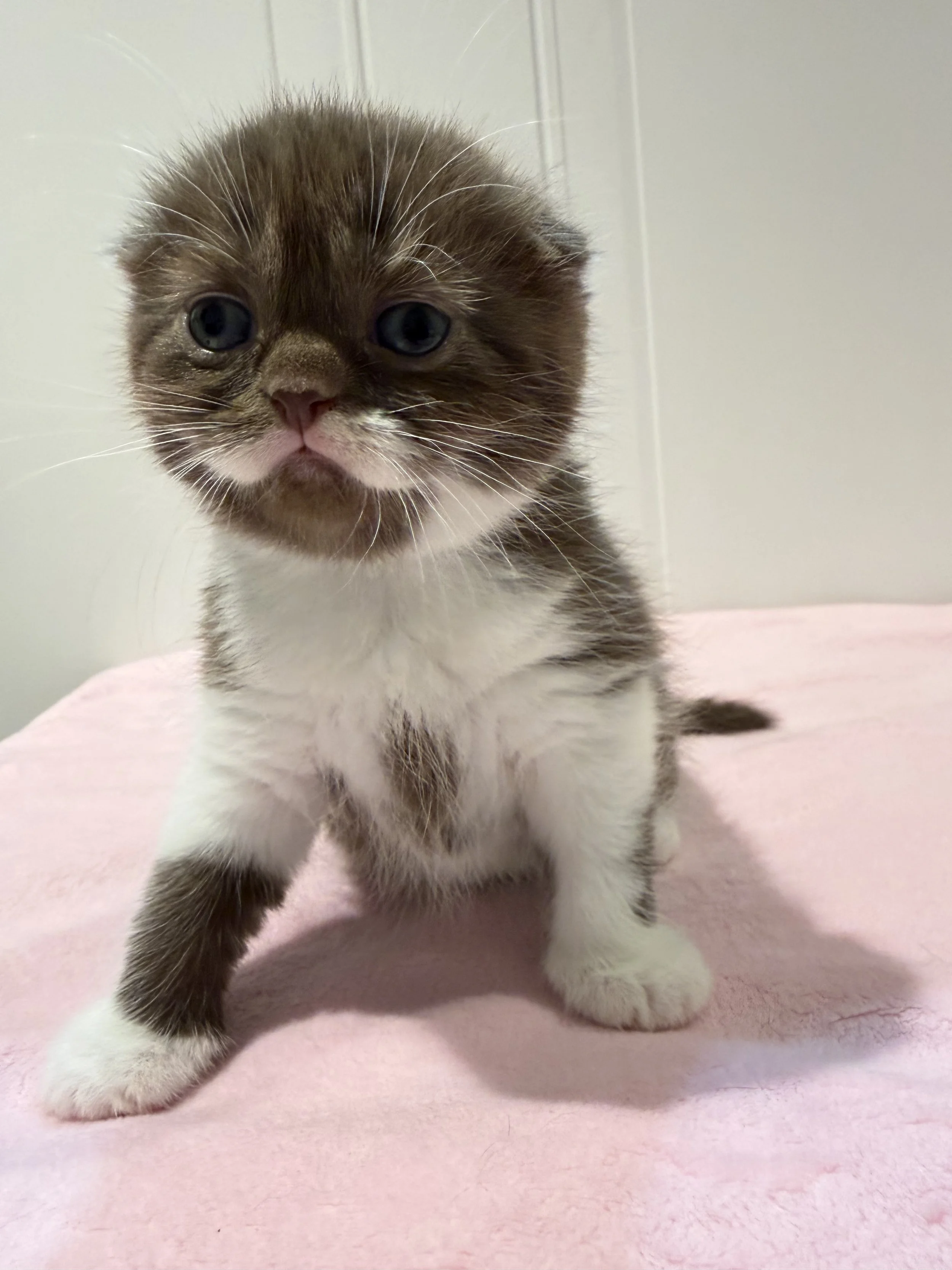 Eclara – Chocolate & White Bicolor Scottish Fold Female Kitten