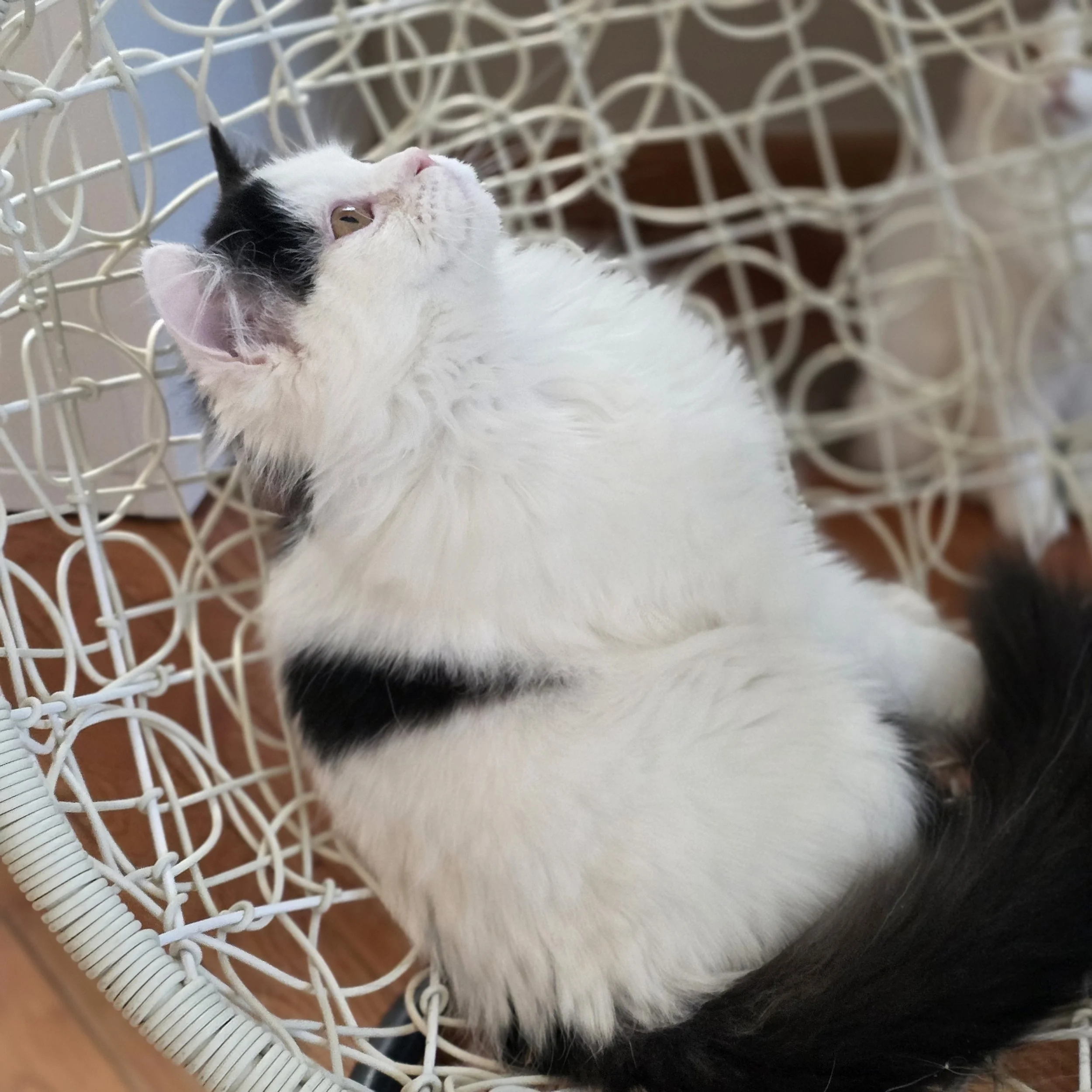 Black bicolor Scottish Straight Longhair kitten, male, sitting on a swing and looking directly at the camera