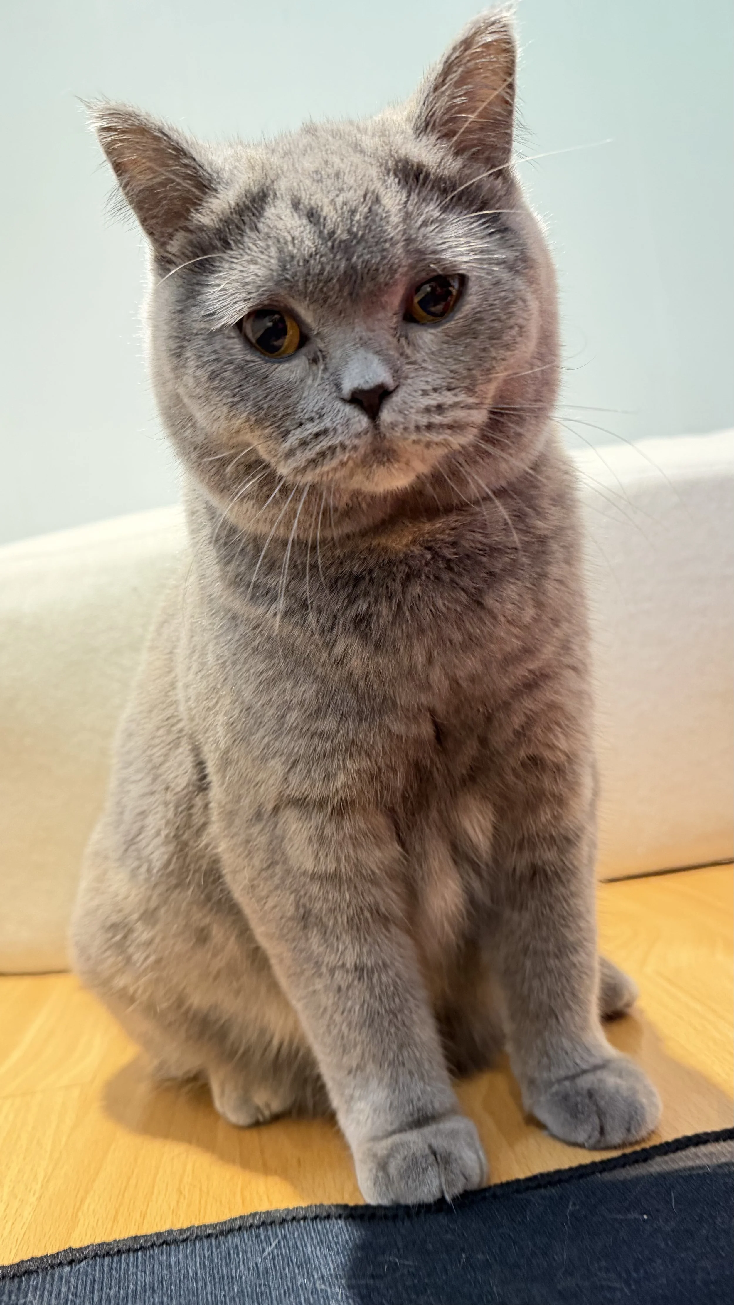 Mom – Polina: Polina, a beautiful blue-cream British Shorthair queen and mother of Grace from Litter G at BestOfTheBestKittens.
