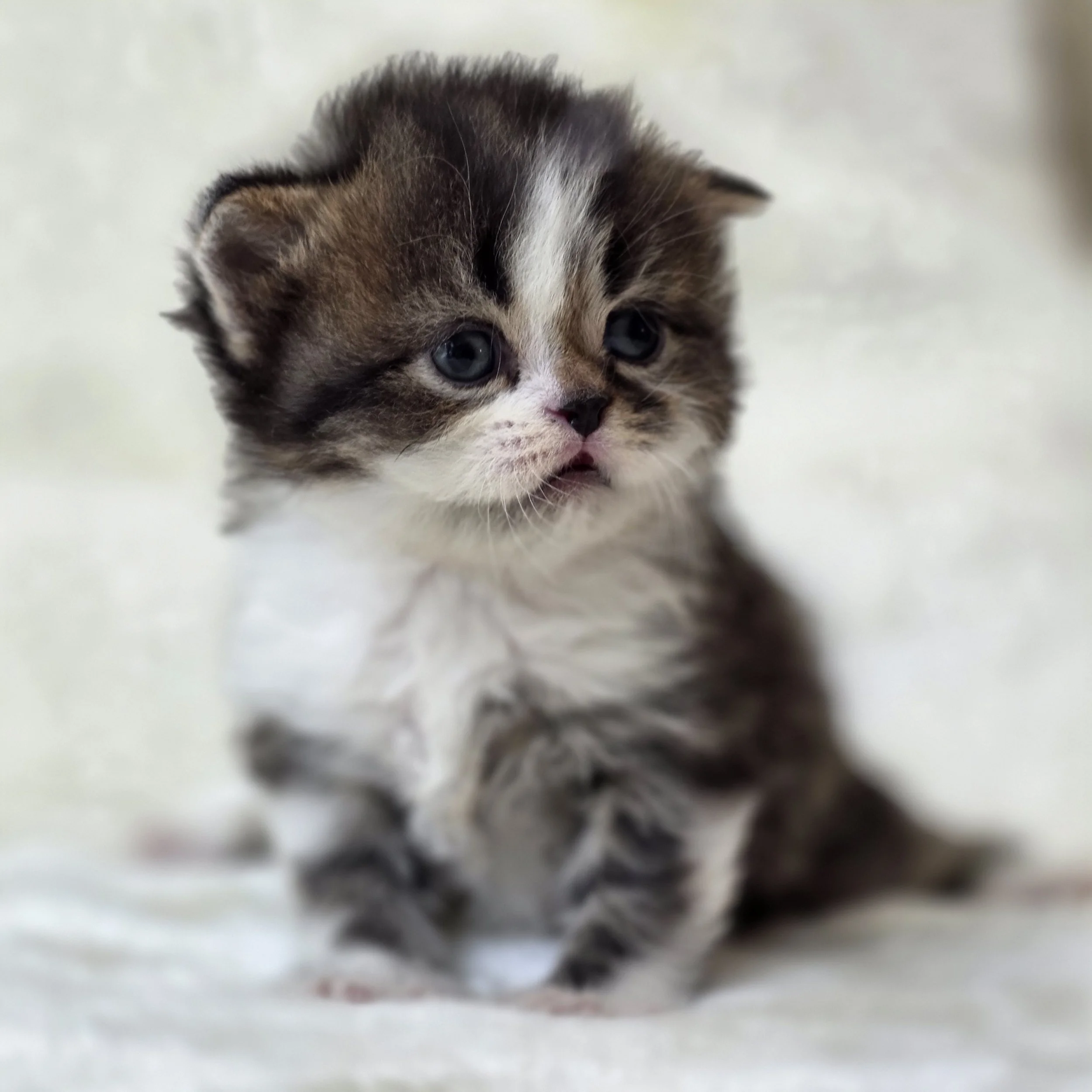 Close-up portrait of Caramel, Scottish Straight Longhair kitten, featuring expressive eyes, a sweet face, and soft tabby-and-white fur.