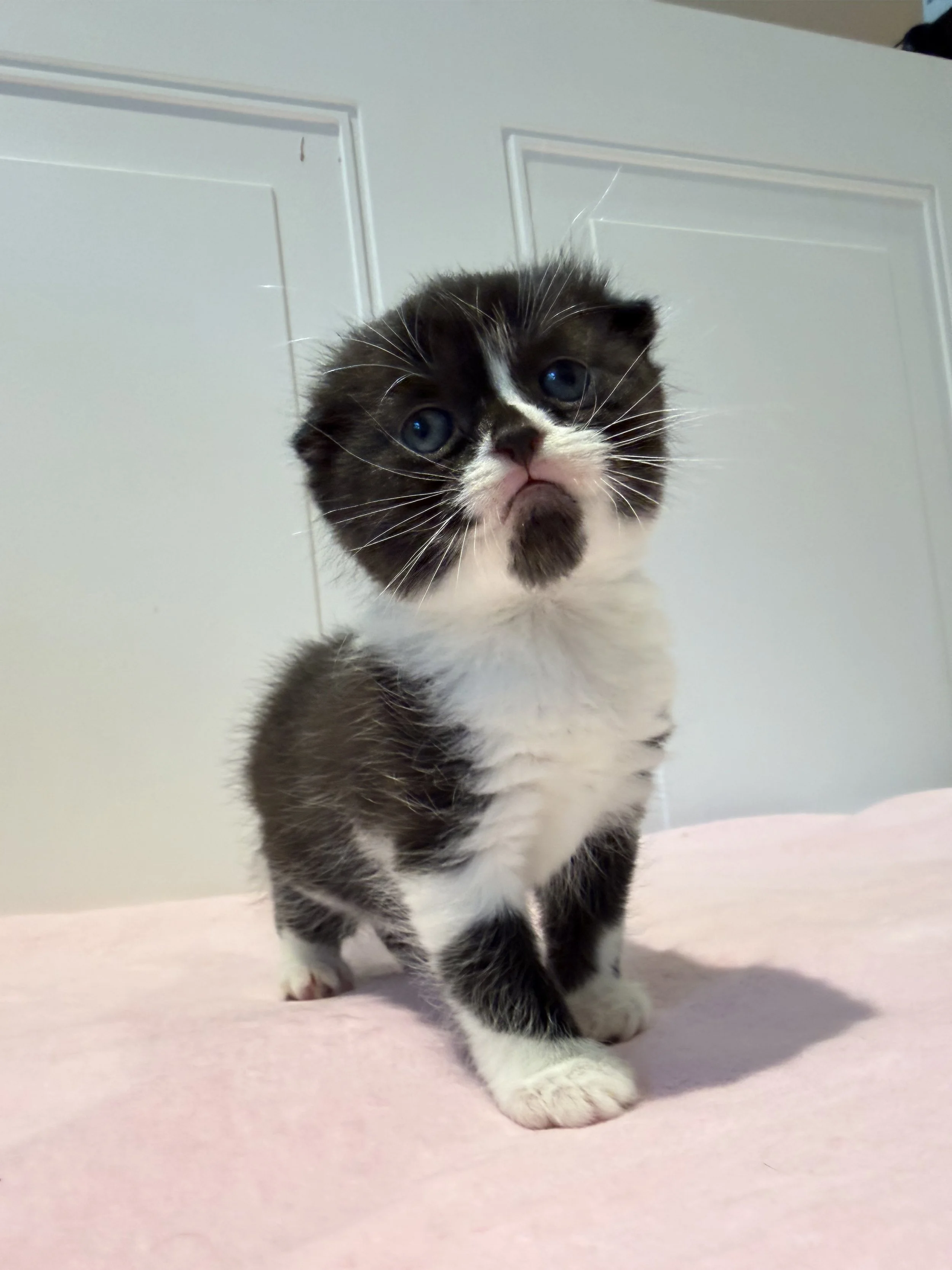 Black and white bicolor Scottish Fold female kitten Ebony, born September 7, 2026, and lovingly raised in Philadelphia, Pennsylvania.