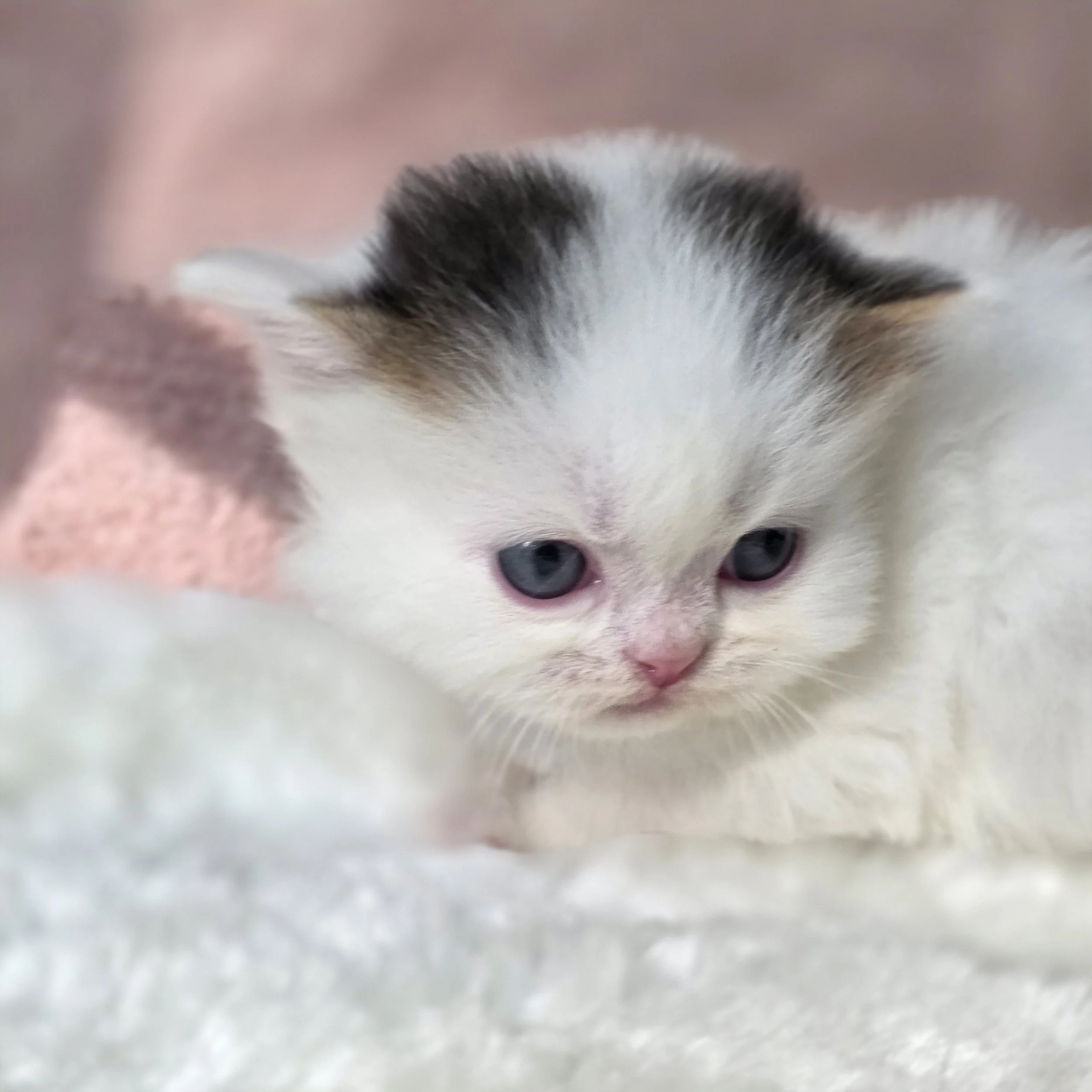 Close-up portrait of Cotton, Scottish Straight Longhair male kitten, showing expressive eyes, soft fur, and a sweet face.