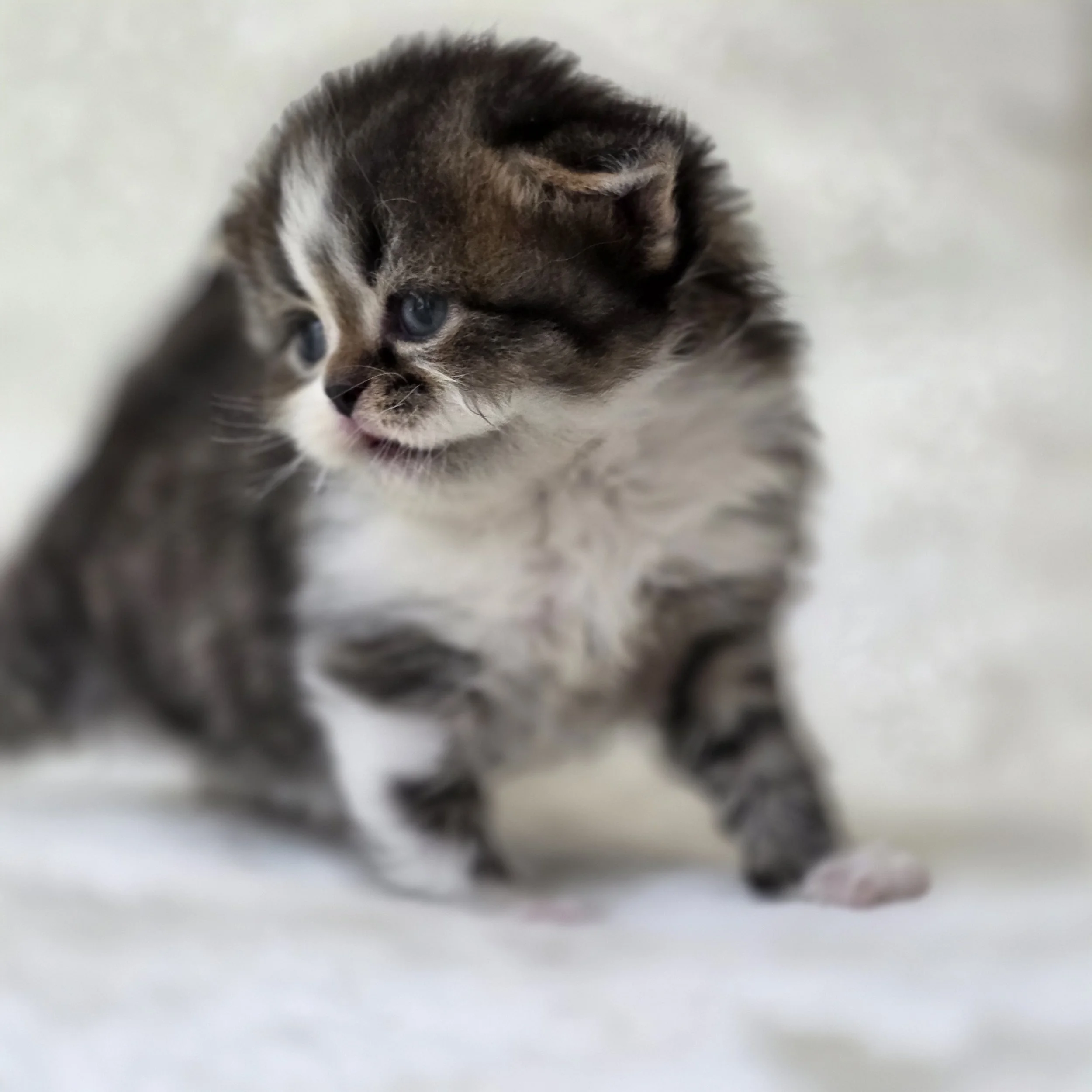 Side profile of Caramel, Scottish Straight Longhair kitten, highlighting his facial features, rounded muzzle, and tabby-and-white coat