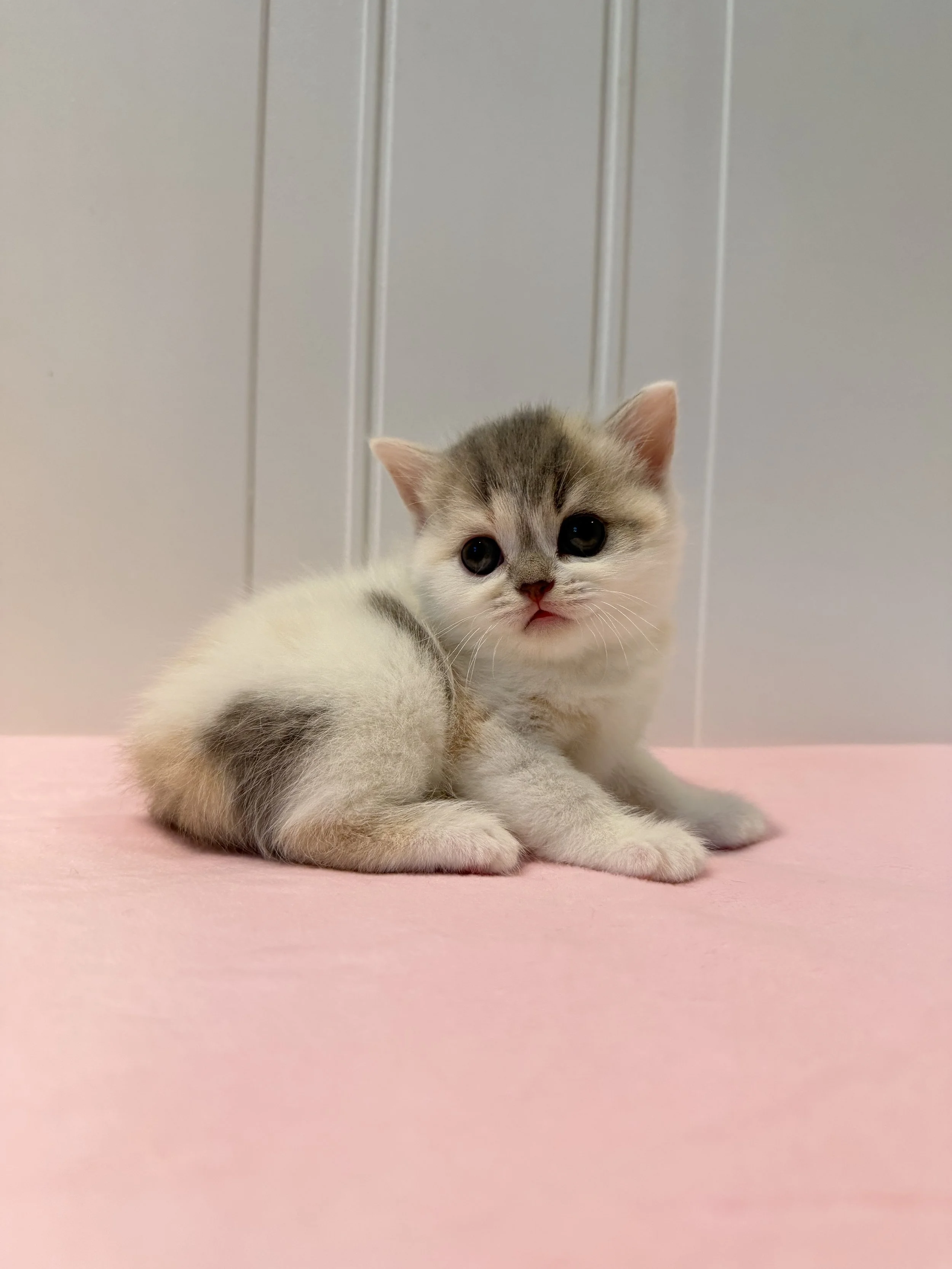 Dior, a beautiful blue and cream bicolor female shorthair kitten from our Christmas 2026 litter at BestOfTheBestKittens.com. (Copy)