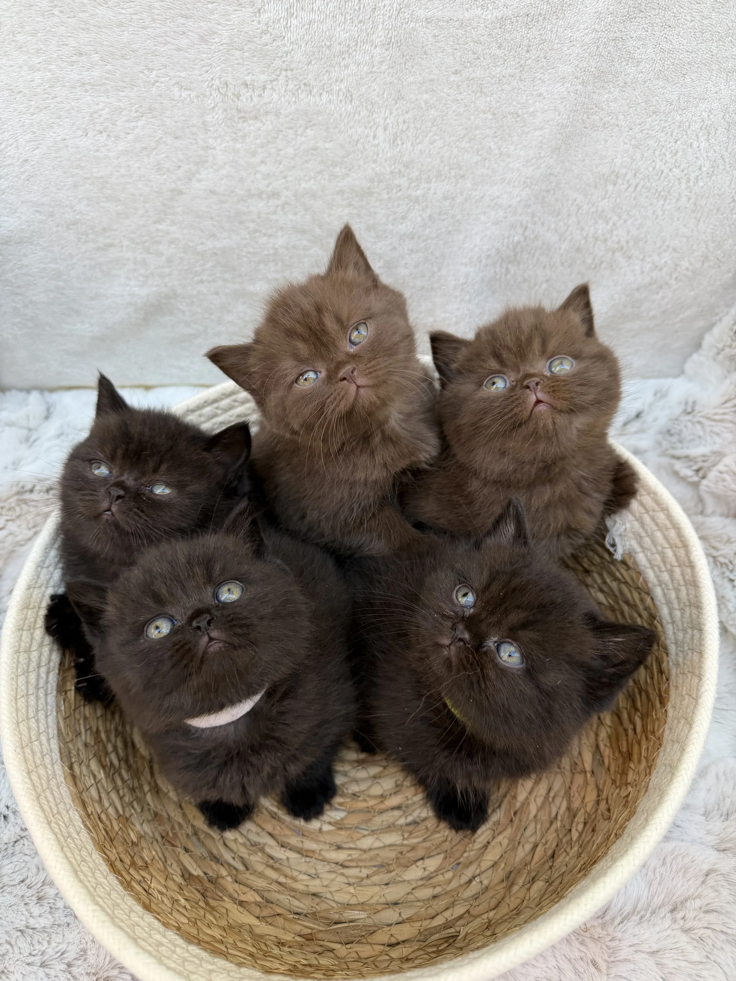 Five adorable British Shorthair kittens from Litter G cuddled together in a basket — three solid black and two solid chocolate siblings, born September 19, 2026, at BestOfTheBestKittens in PA