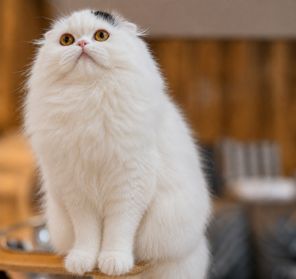 Rikki, black and white Scottish Fold Longhair male cat with folded ears and a fluffy coat