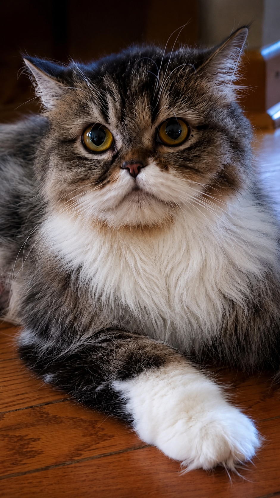 Quinn, Scottish Straight Longhair female cat with brown mackerel tabby and white coat, warm hazel eyes, fluffy fur, and a gentle expression
