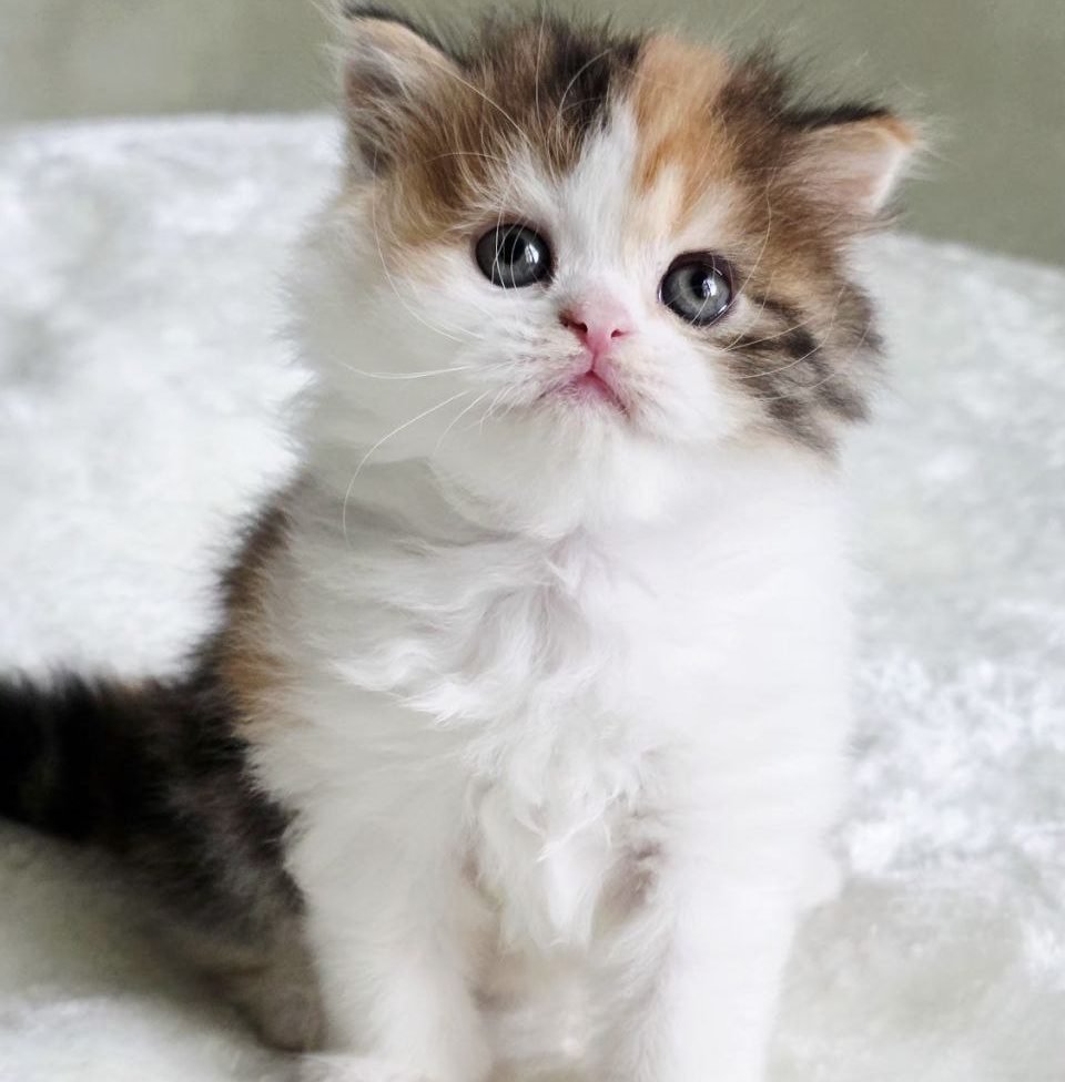 Young Scottish Straight Longhair female Zoe with a three-colored calico coat, sitting on a swing and watching the camera.
