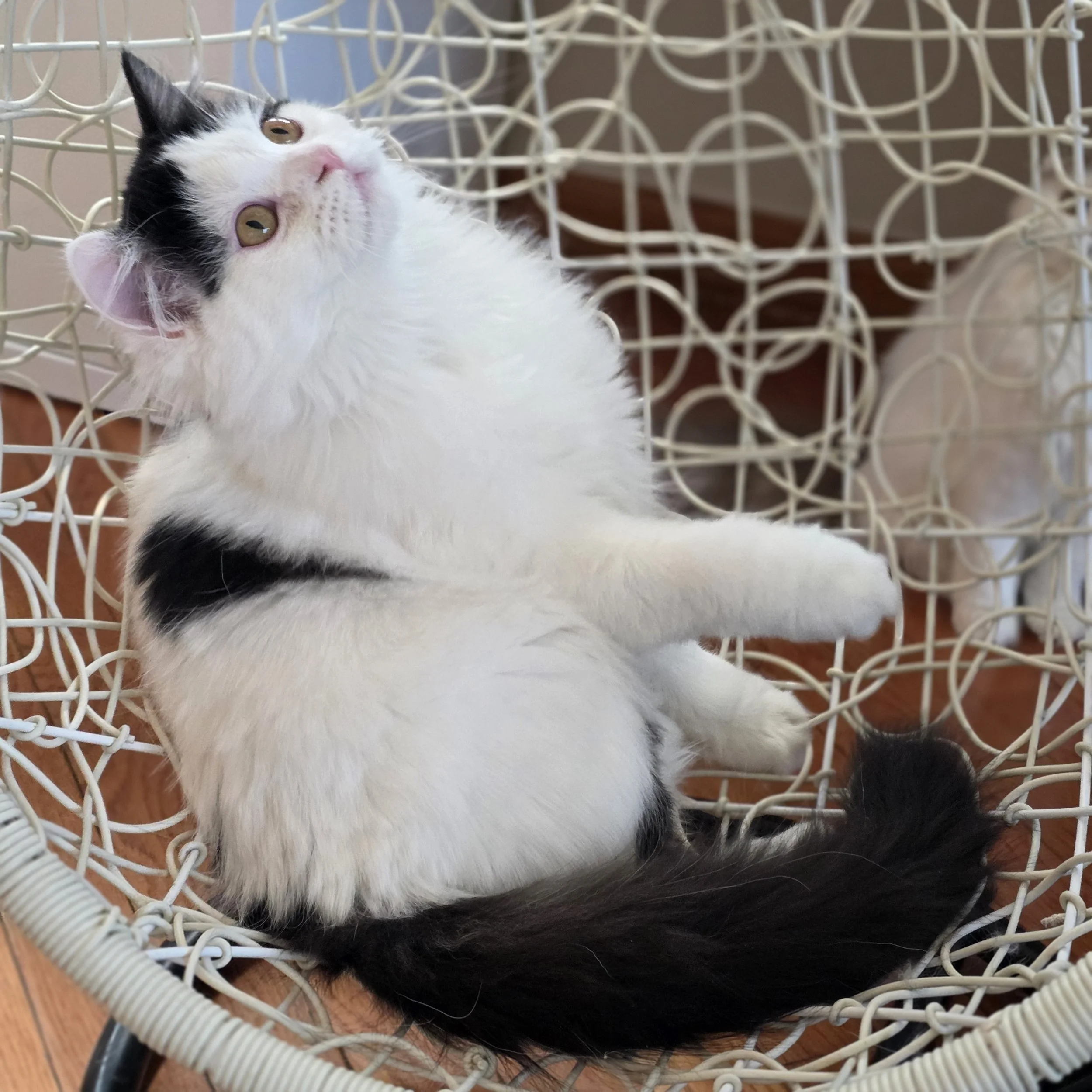 Young Scottish Straight Longhair male kitten with black bicolor tabby coat, sitting on a swing and looking at the camera.