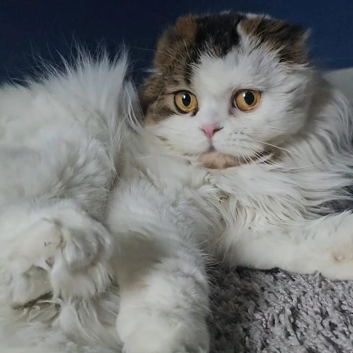 Adult Scottish Fold Longhair female with brown and white tabby coat, laying down and looking at the camera with folded ears and expressive eyes.