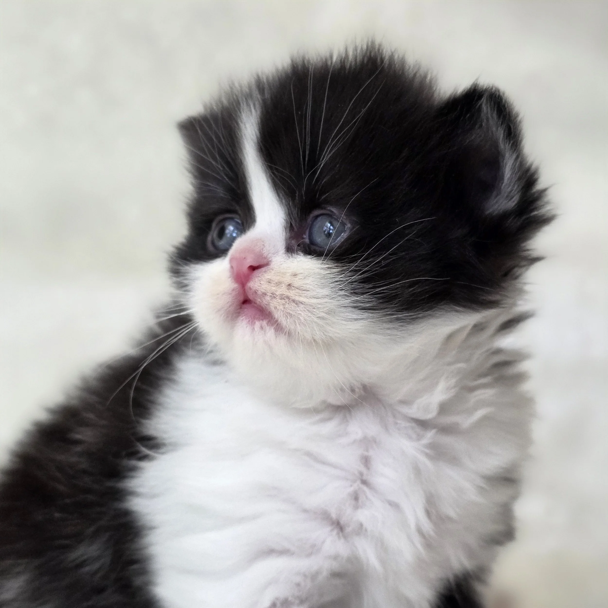 Close-up portrait of Crystal, Scottish Straight Longhair female kitten with expressive eyes, a sweet face, and soft black and white fur.
