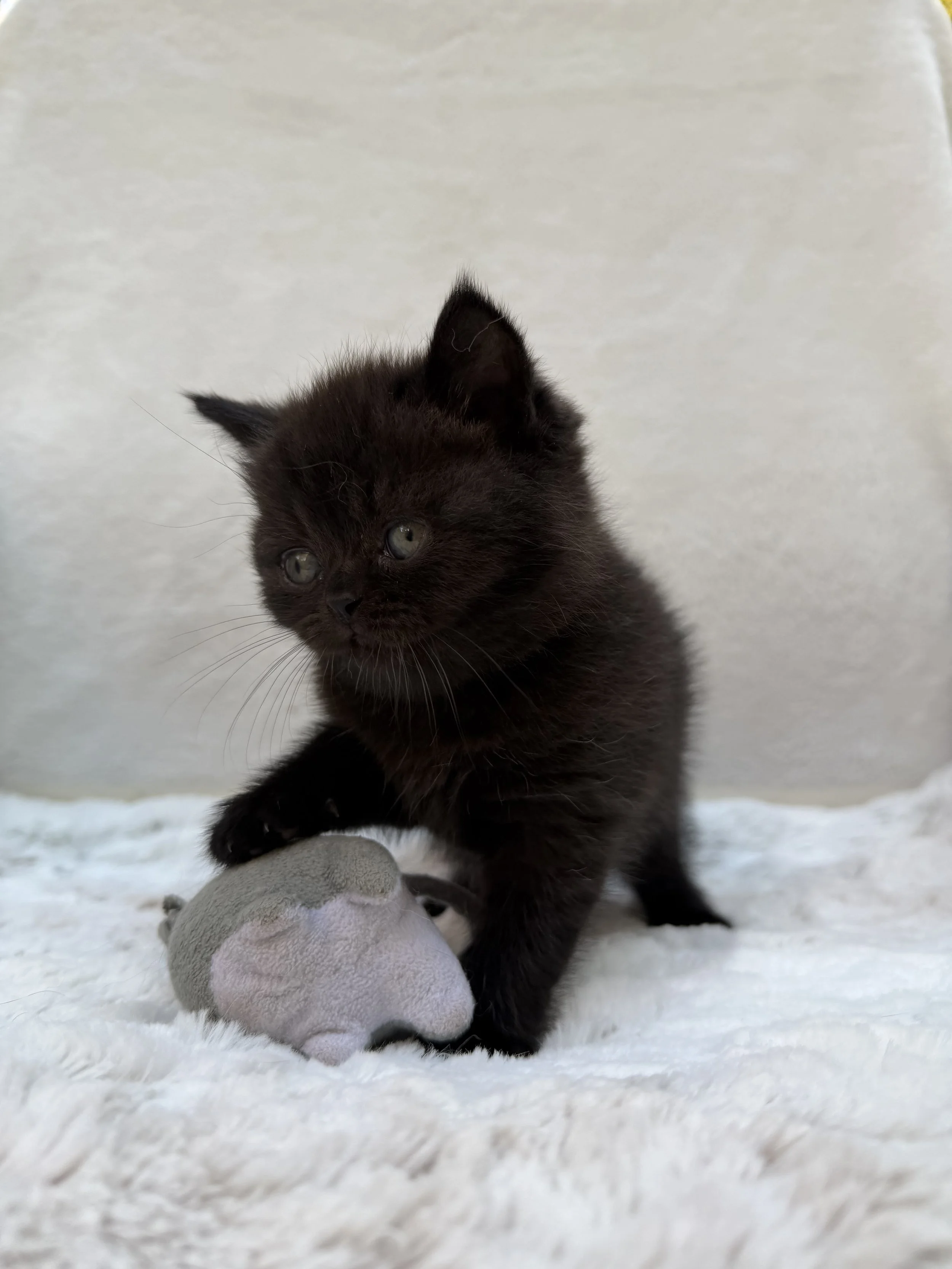 Grace, a gorgeous black British Shorthair female kitten with soft, dense fur and classic British Shorthair features, raised at BestOfTheBestKittens.