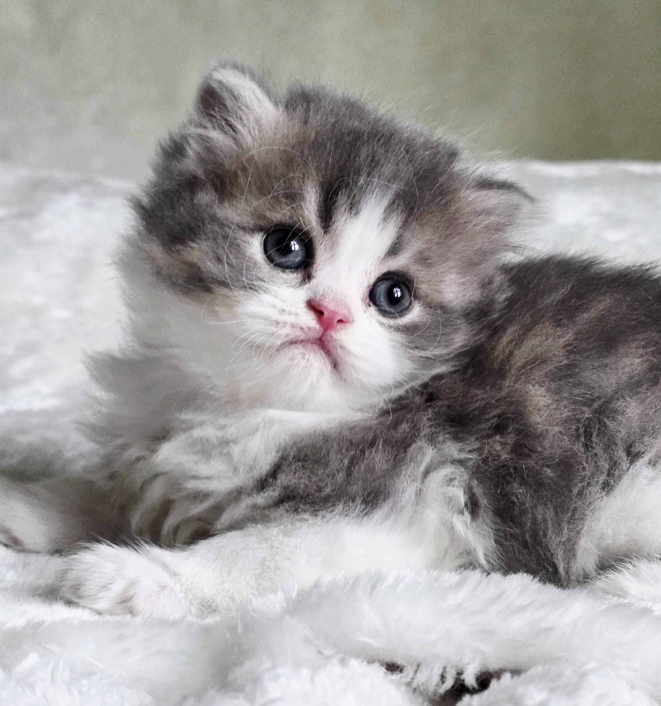 Six-week-old Scottish Straight kitten — boy — with a bicolor tabby coat, sitting on a soft, cozy blanket and looking directly into the camera with curious, round eyes