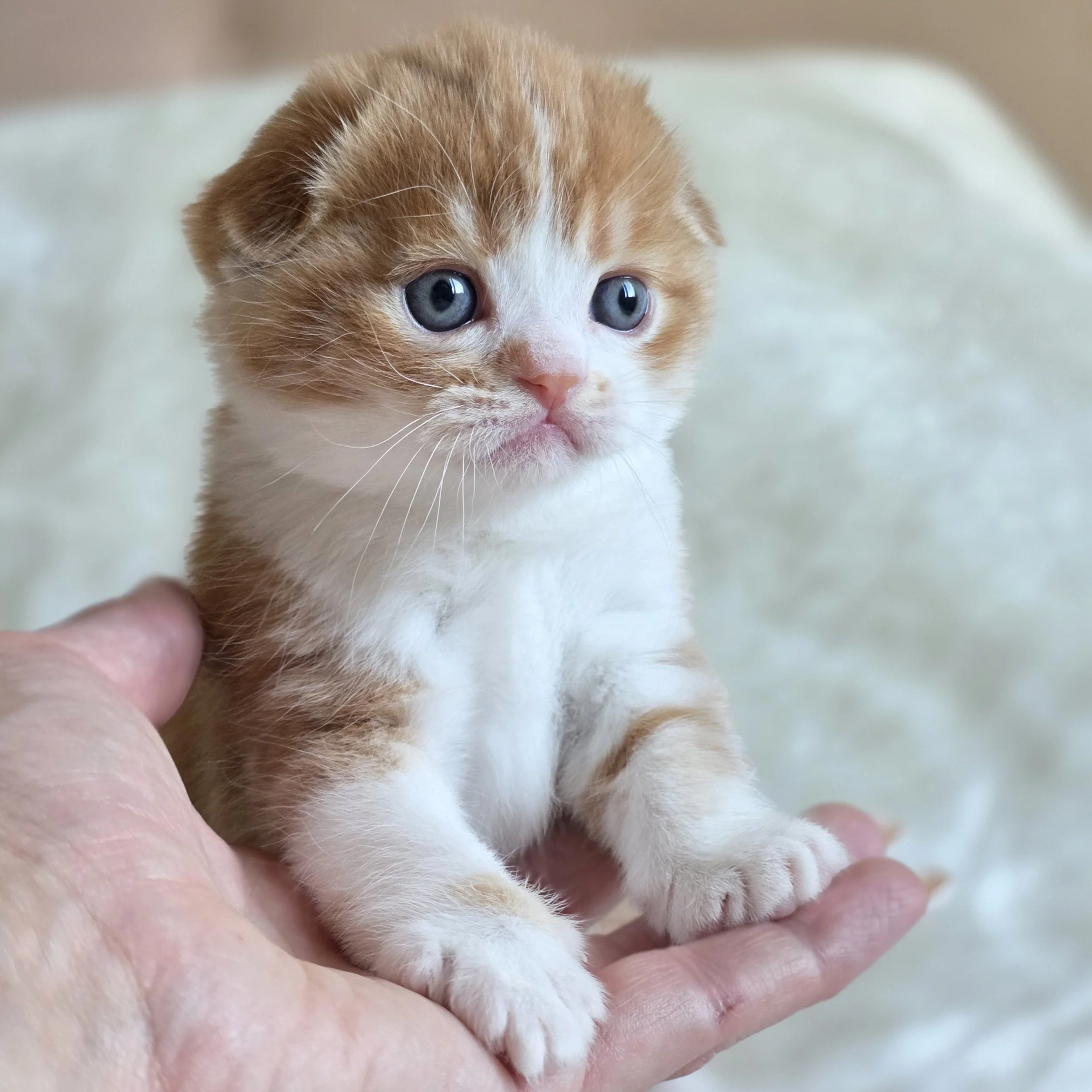 processed_Scottish fold red kitten .jpg