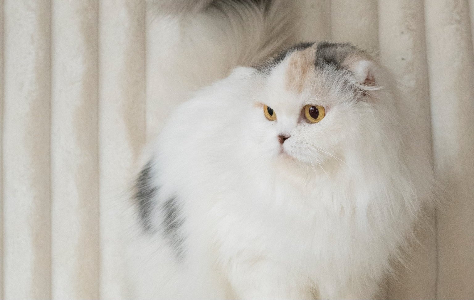 Blue cream scottish fold female cat resting on the soft white  blanket