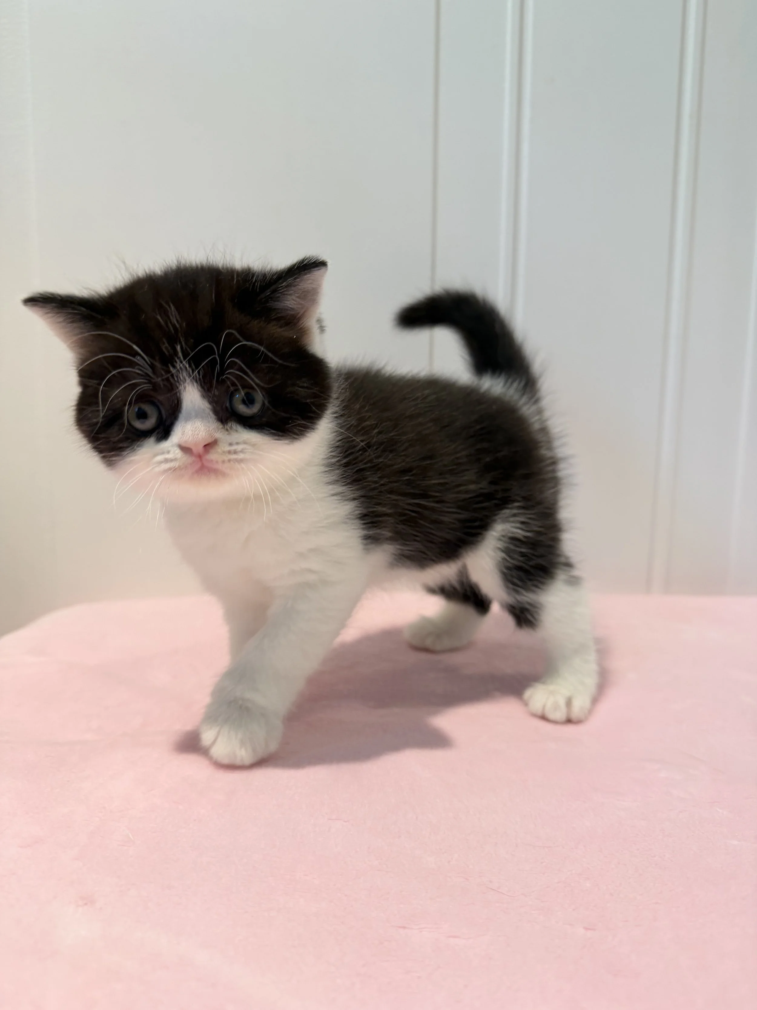 Black and white bicolor male kitten Dexter, born September 1, 2026, at BestOfTheBestKittens in Philadelphia, Pennsylvania.