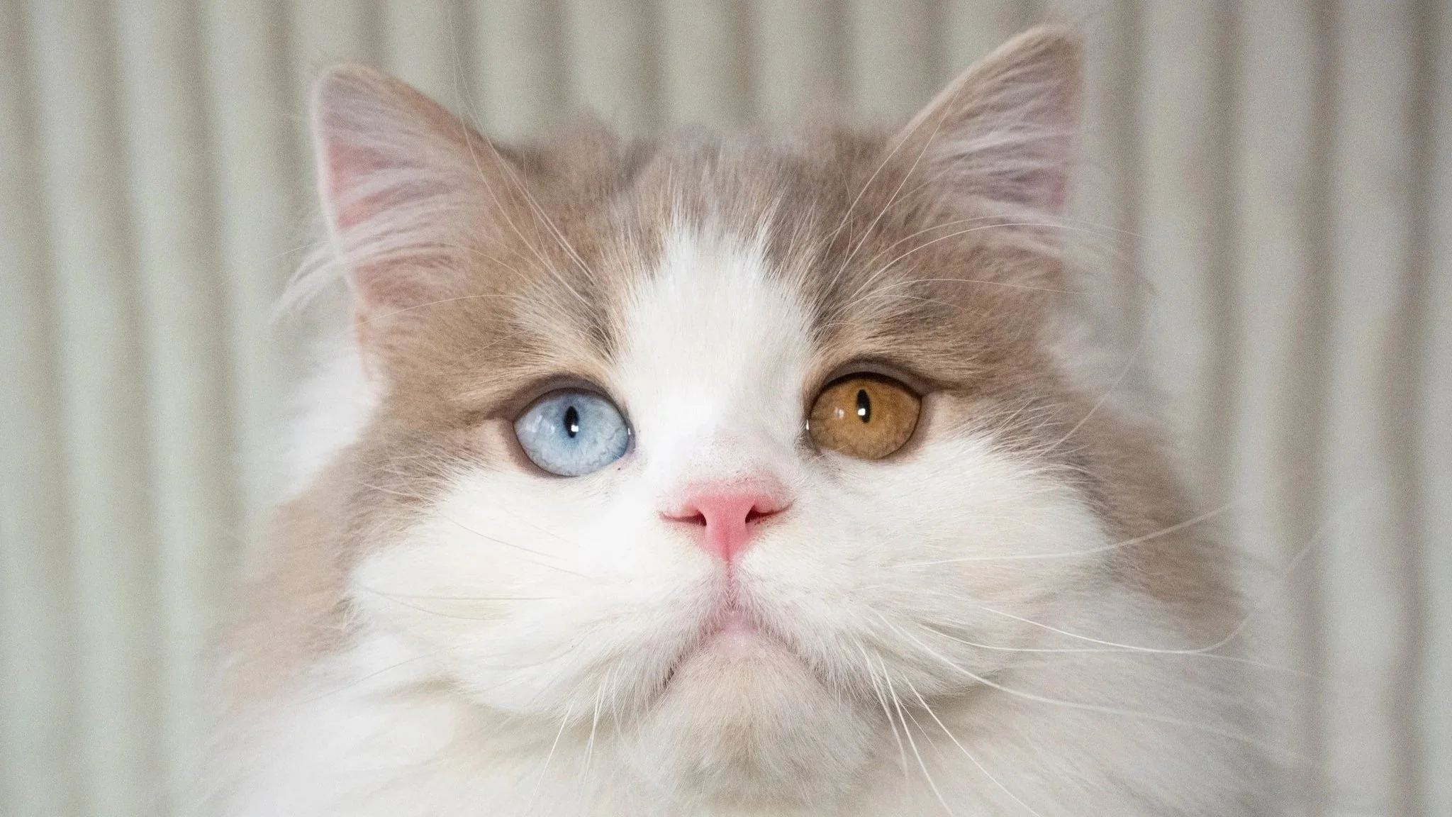 Long Hair Scottish Straight Male With Odd eyes Lilac Bicolor